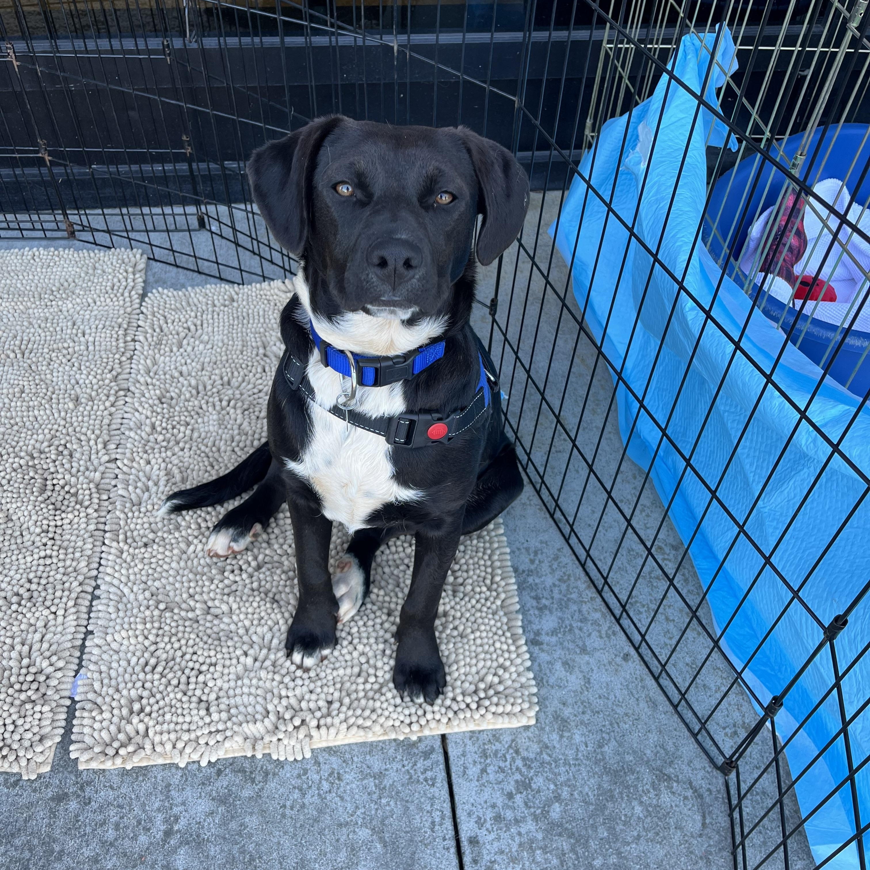 Enlarge Mowgli, a Adoptable mixed breed in Greensboro, GA image 1/3