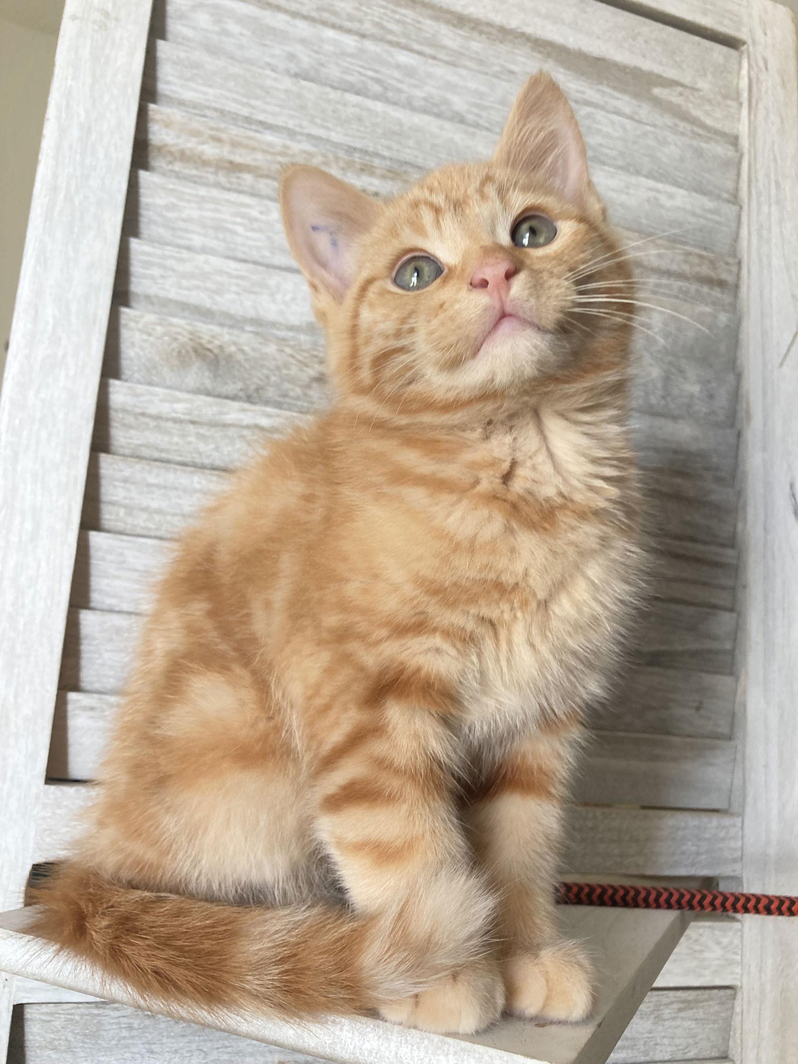 Theodore, a Adopted mixed breed in San Diego, CA image 1/3