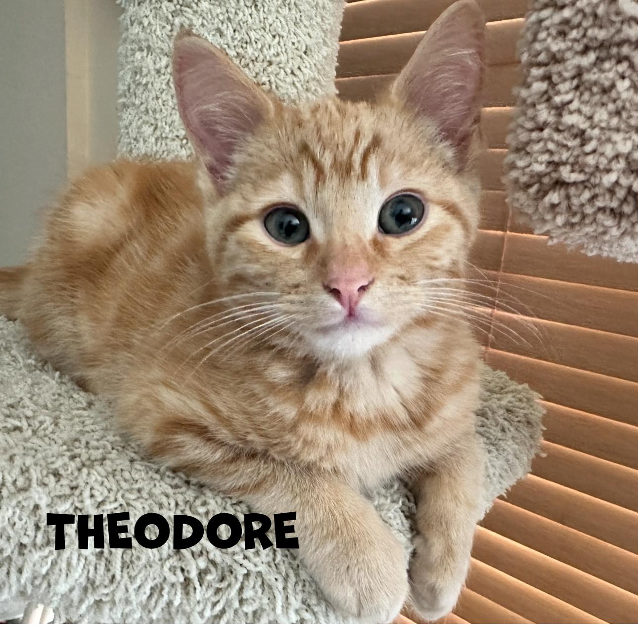 Theodore, a Adopted mixed breed in San Diego, CA image 2/3
