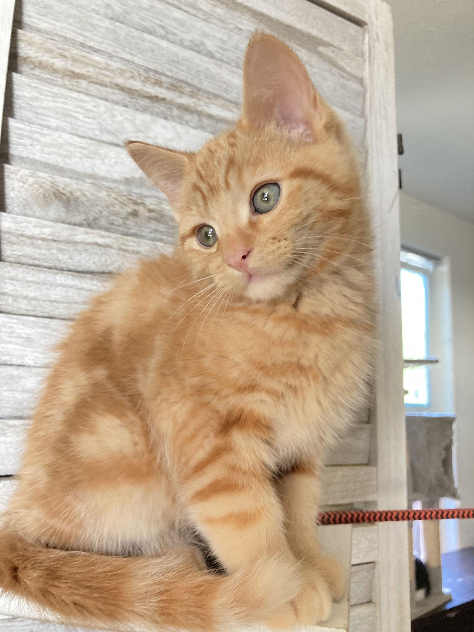 Theodore, a Adopted mixed breed in San Diego, CA image 3/3