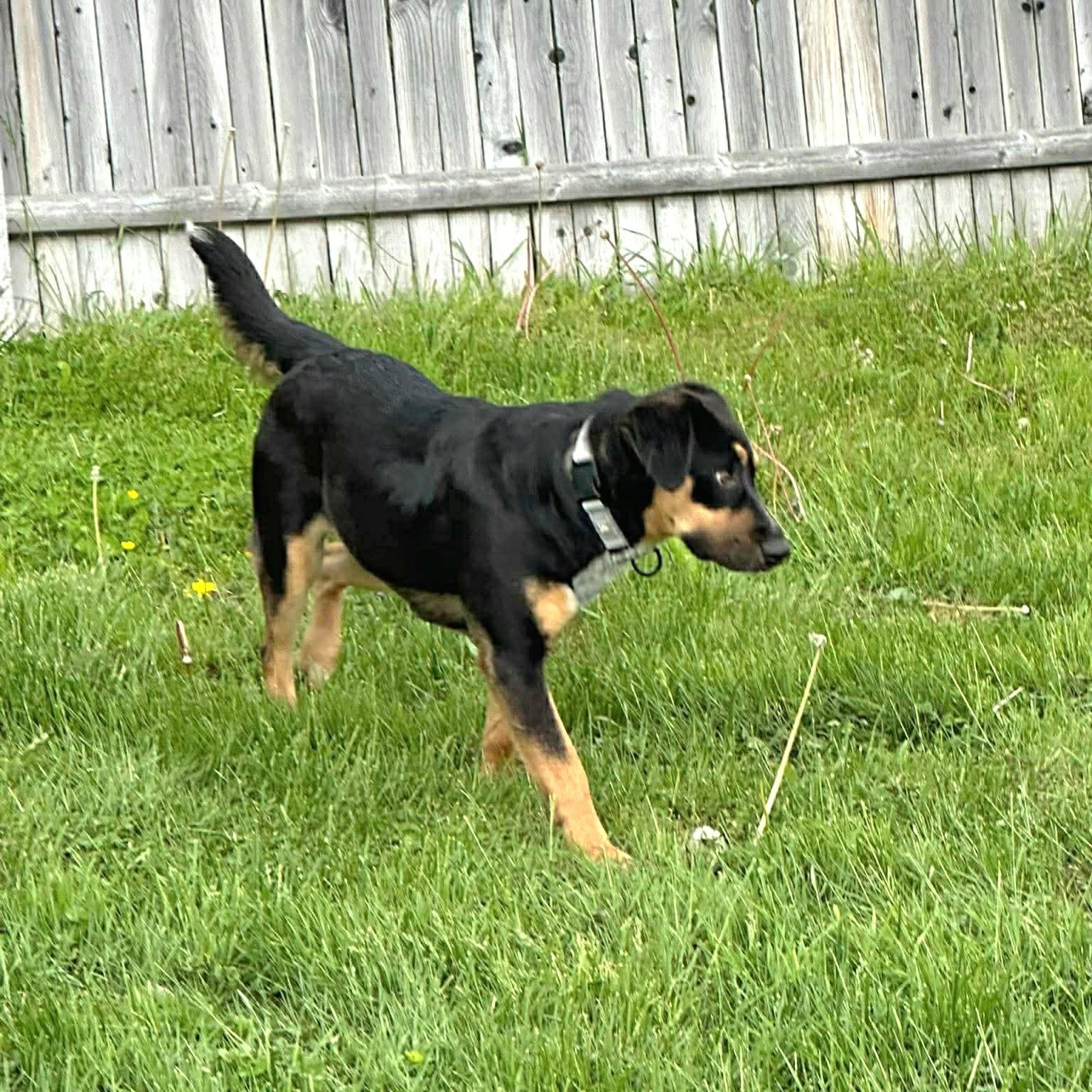 Cupcake, a ADOPTABLE mixed breed in Woolwich, ME image 6/6