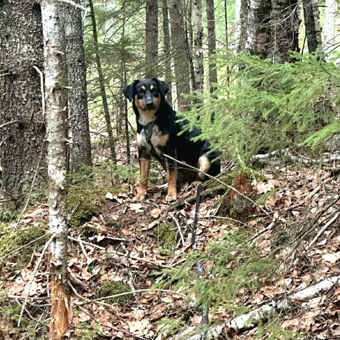 Cupcake, a ADOPTABLE mixed breed in Woolwich, ME image 4/6