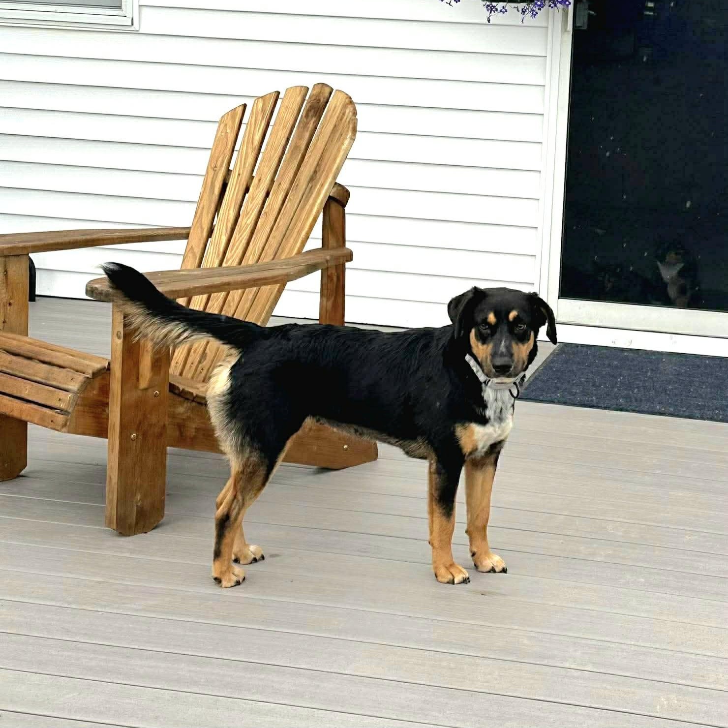 Cupcake, ADOPTABLE, Adult Female Beagle.