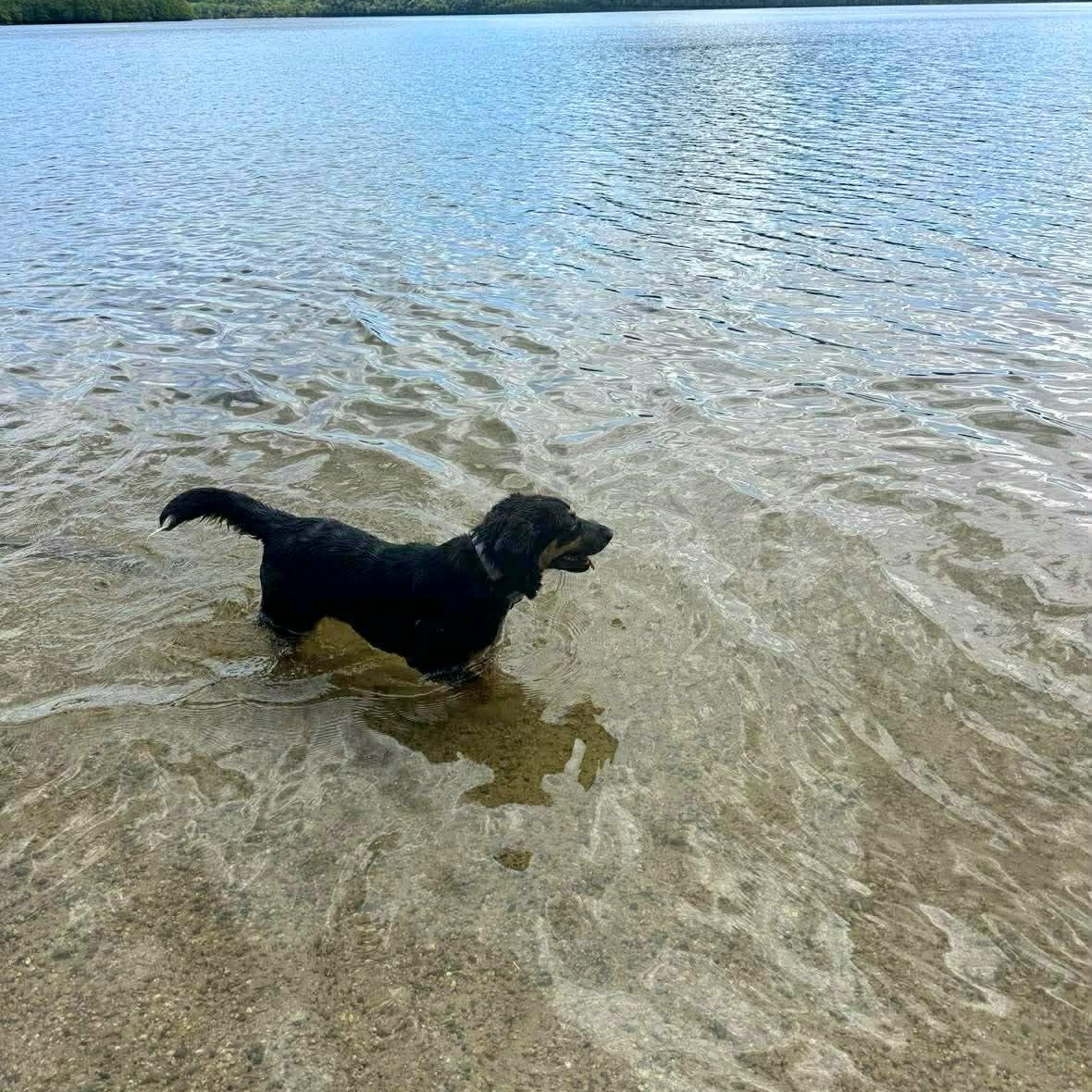Cupcake, a ADOPTABLE mixed breed in Woolwich, ME image 2/6