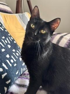 Mavis, Adoptable, Young Female Domestic Short Hair.