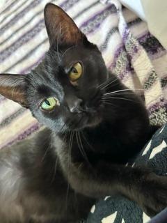 Enlarge Mavis, a Adoptable mixed breed in Gilbert, AZ image 2/4