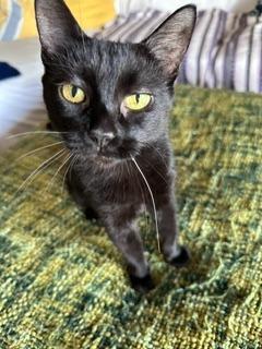 Enlarge Mavis, a Adoptable mixed breed in Gilbert, AZ image 3/4