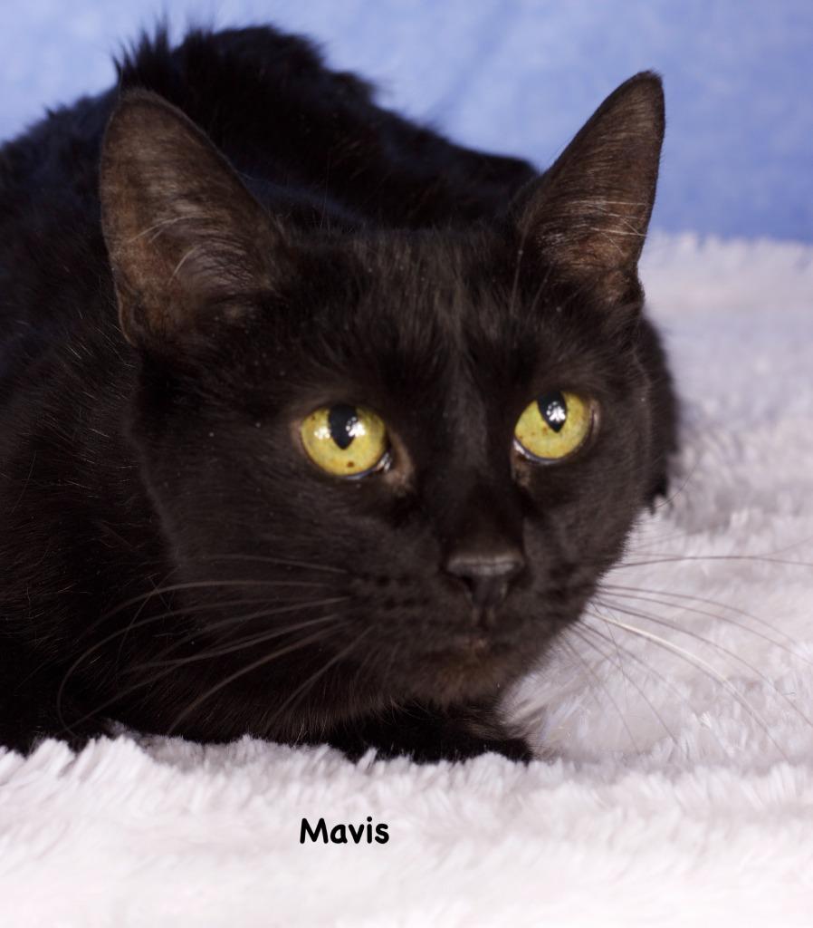 Enlarge Mavis, a Adoptable mixed breed in Gilbert, AZ image 4/4