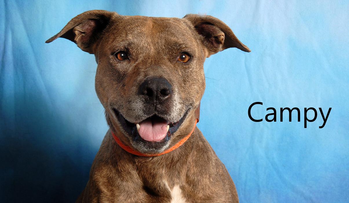 Campy, ADOPTABLE, Adult Female Pit Bull Terrier.