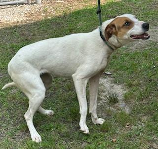 Mushu, very pretty little hound mix girl, sweet and affectionate