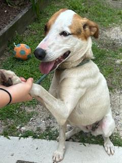 Mushu, very pretty little hound mix girl, sweet and affectionate