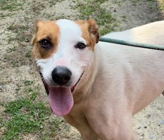 Mushu, very pretty little hound mix girl, sweet and affectionate