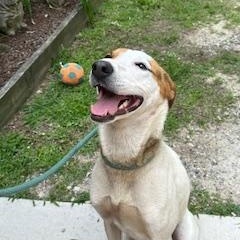 Mushu, very pretty little hound mix girl, sweet and affectionate