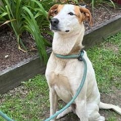 Mushu, very pretty little hound mix girl, sweet and affectionate