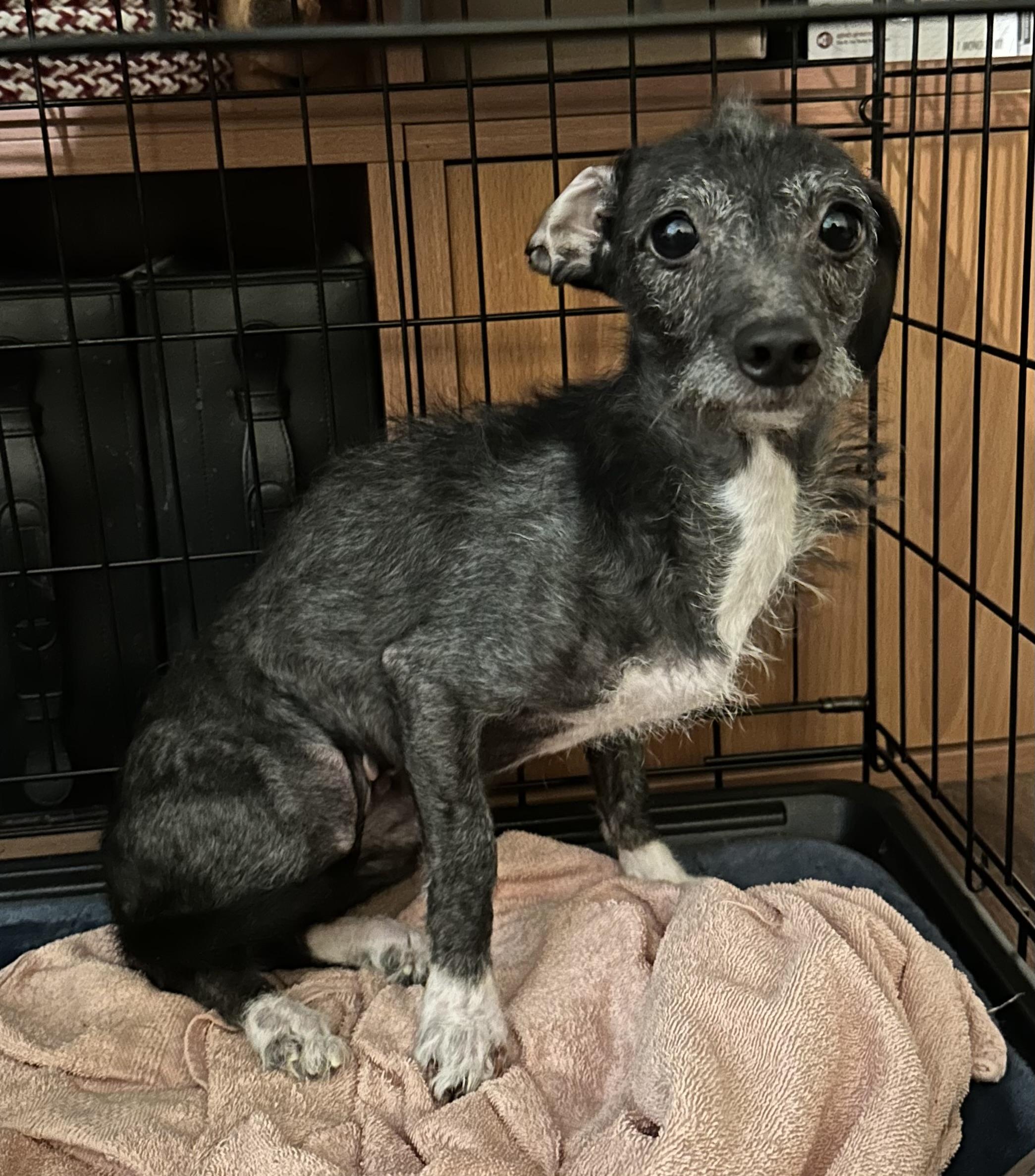 Suki, Adoptable, Adult Female Chihuahua & Dachshund.