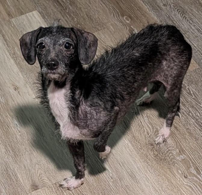 Suki, a Adoptable mixed breed in Stoughton, MA image 2/4