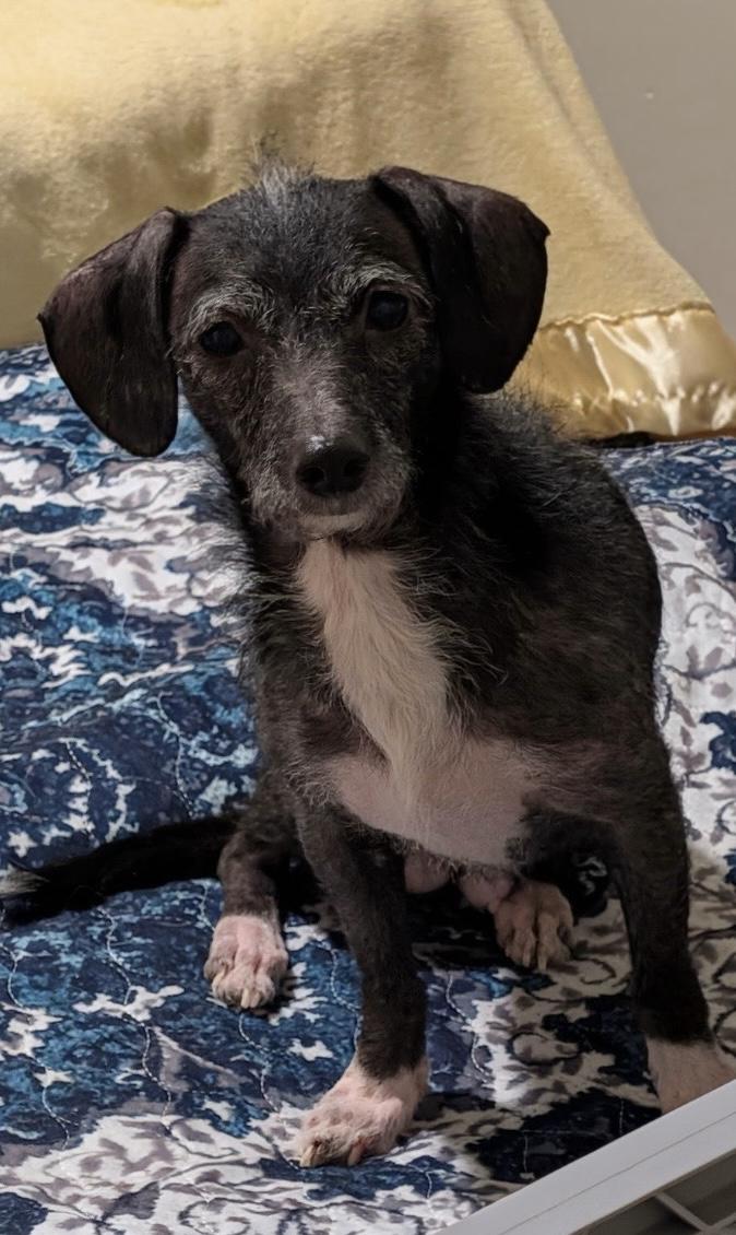 Suki, a Adoptable mixed breed in Stoughton, MA image 3/4