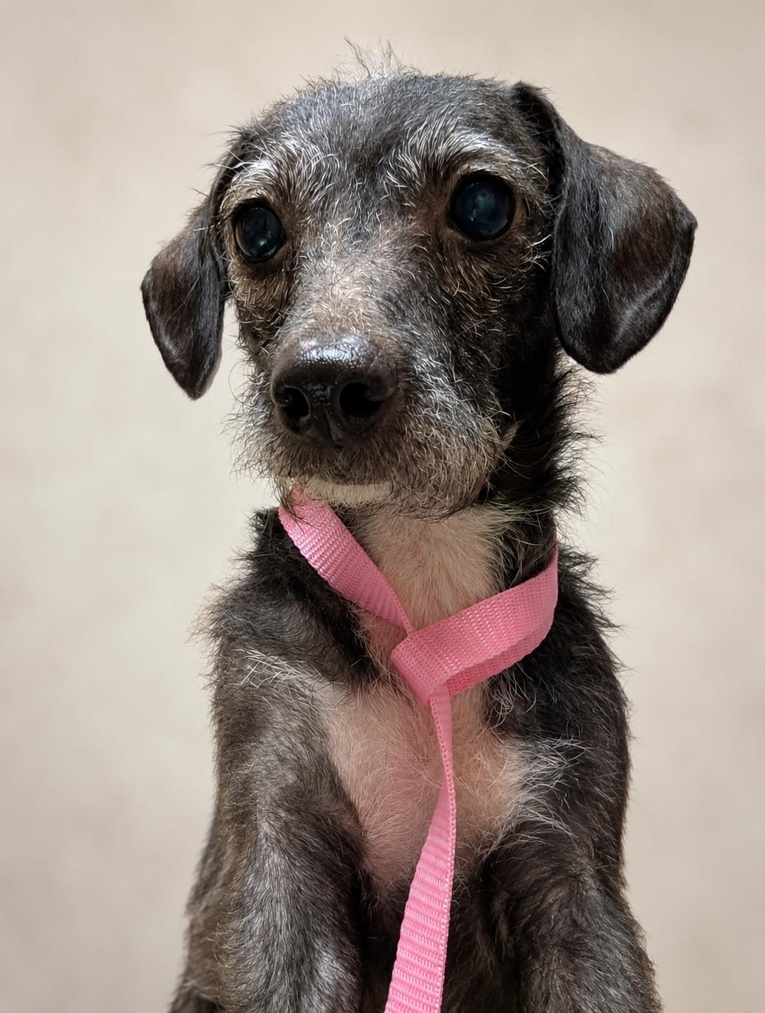 Suki, a Adoptable mixed breed in Stoughton, MA image 4/4