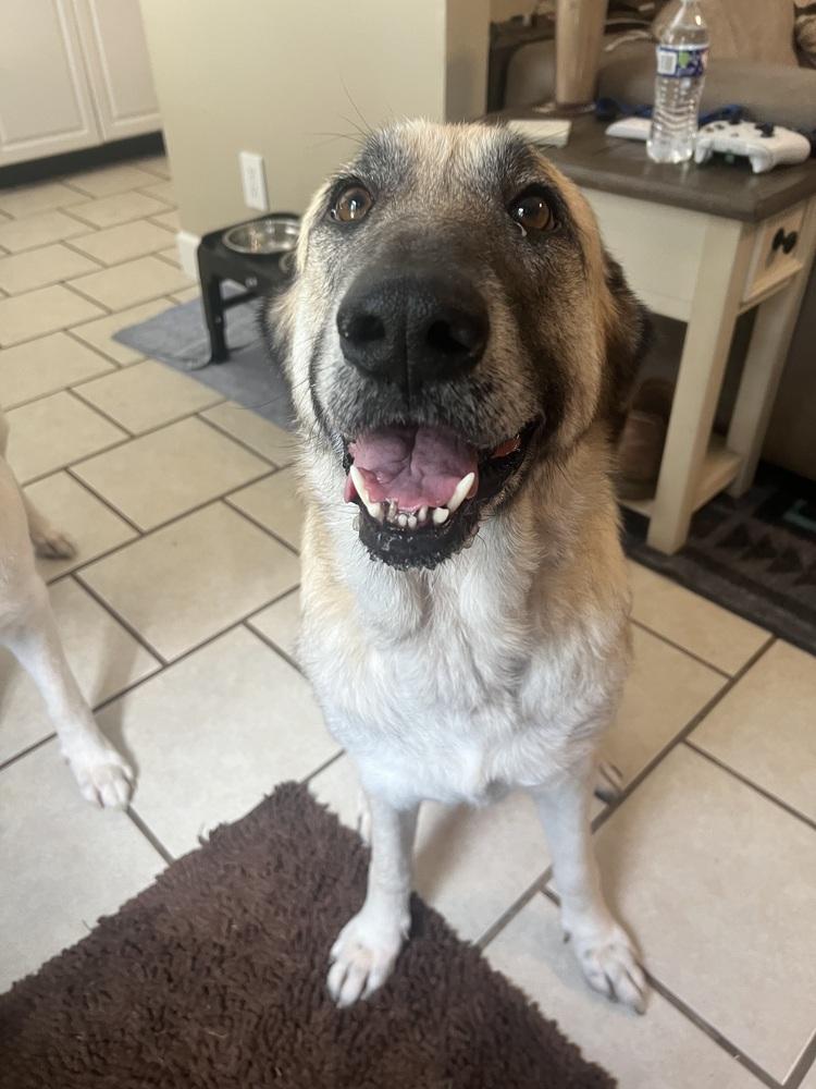 Dolly, a Adoptable mixed breed in Chattanooga, TN image 5/6