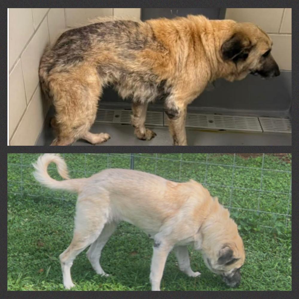 Dolly, a Adoptable mixed breed in Chattanooga, TN image 6/6