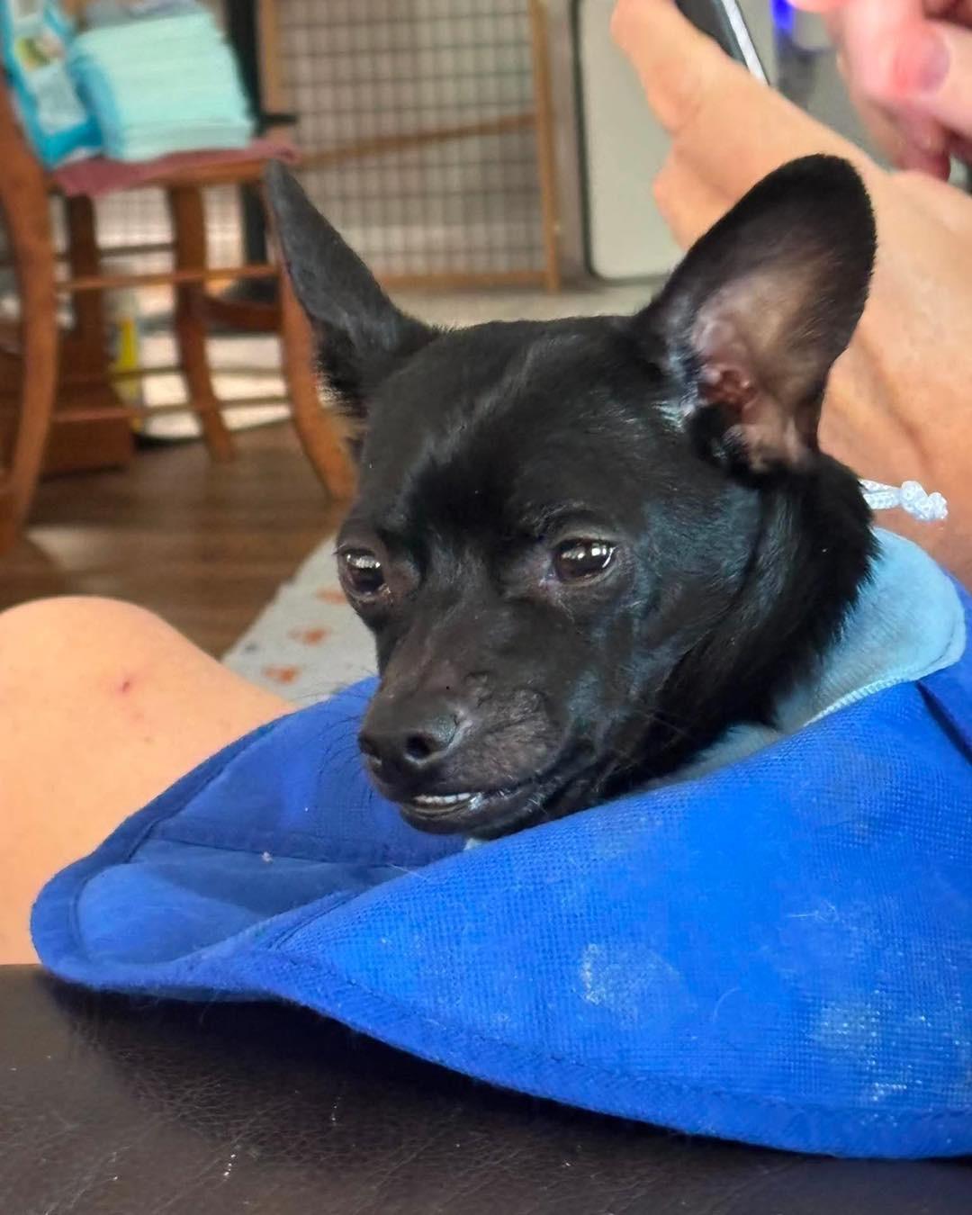 Morti, a Adoptable Chihuahua in Richmond, KY image 1/3