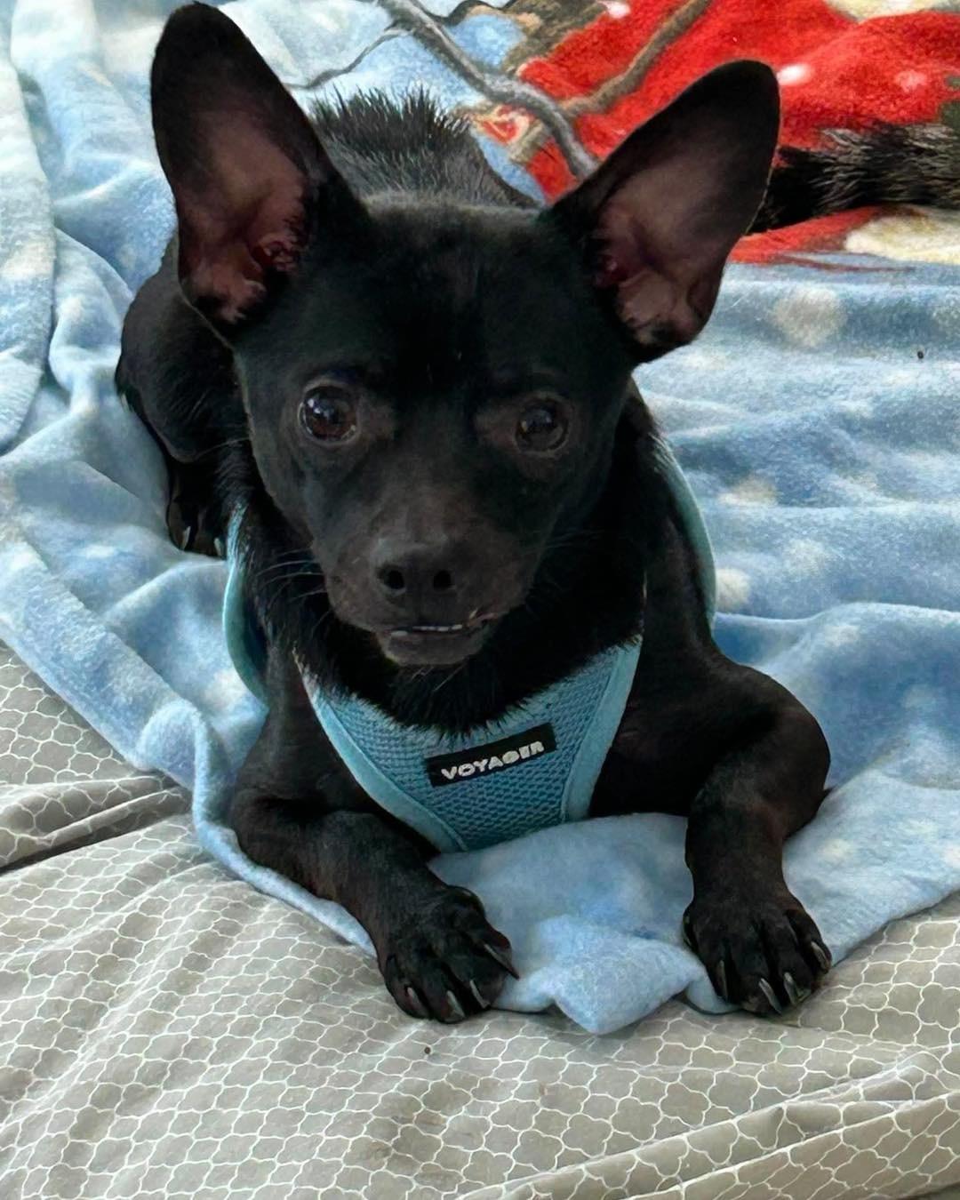 Morti, a Adoptable Chihuahua in Richmond, KY image 2/3