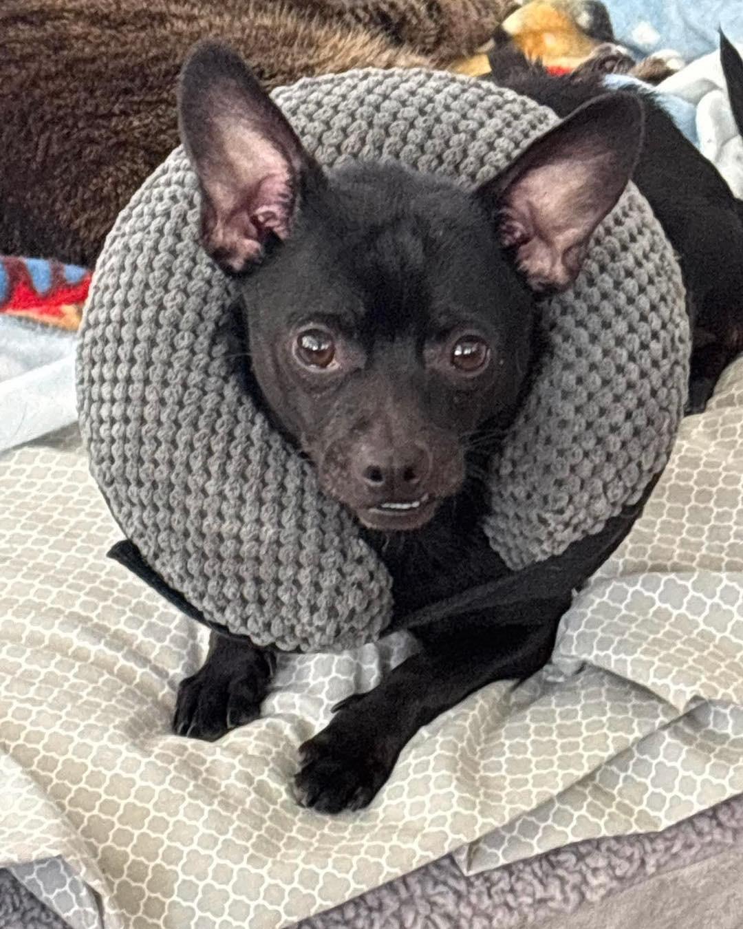 Morti, a Adoptable Chihuahua in Richmond, KY image 3/3