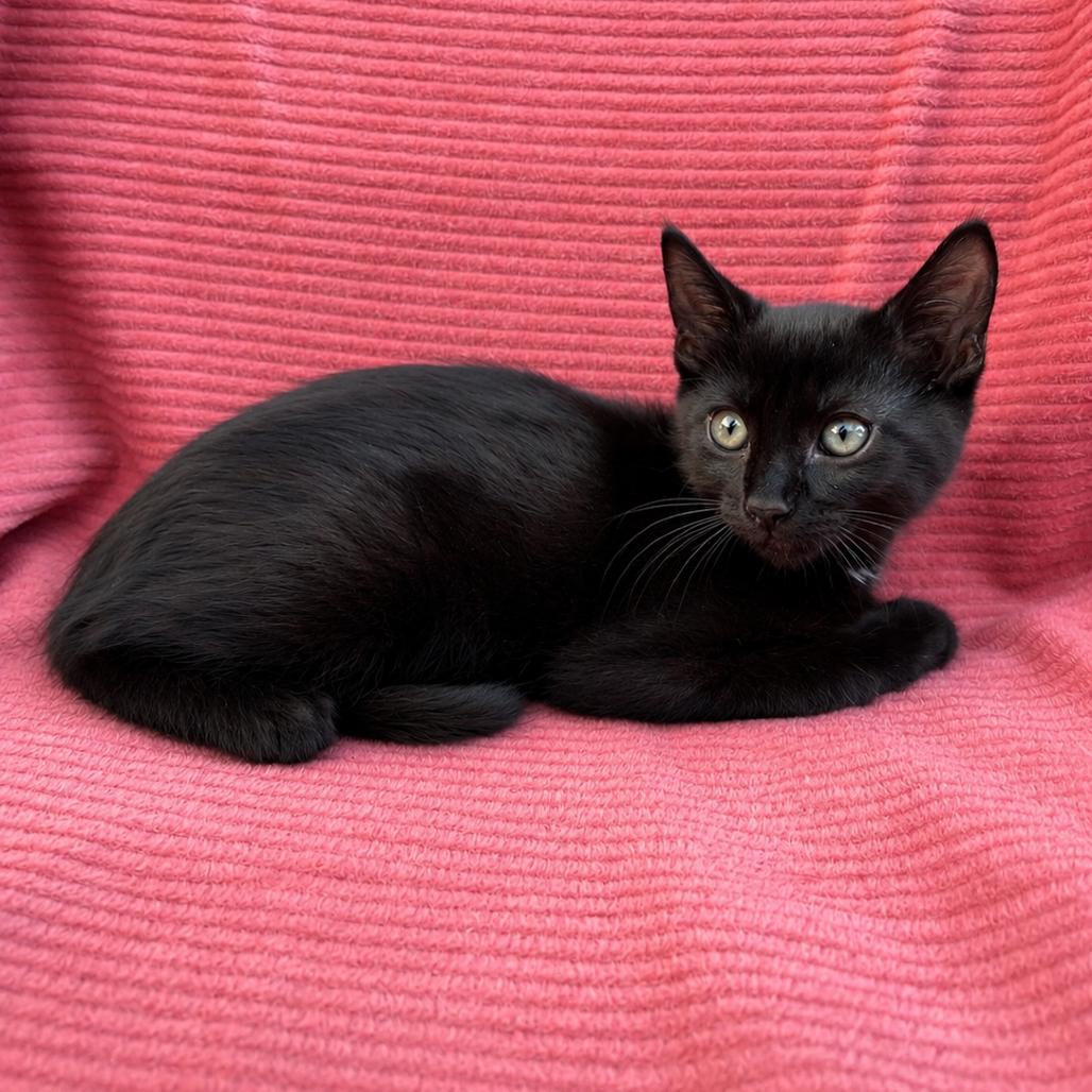 Binxy, Adoptable, Kitten Male Domestic Short Hair.