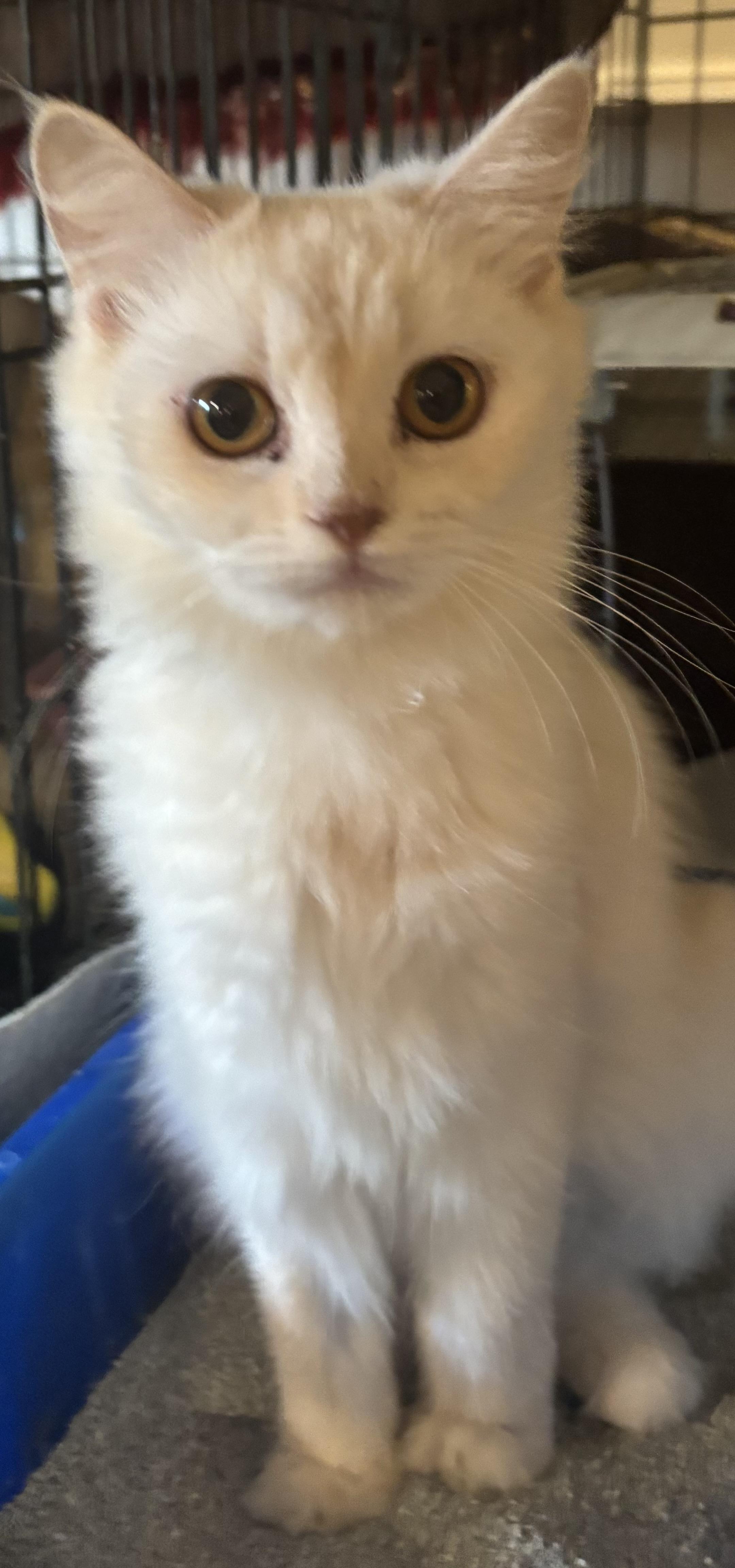 Enlarge Elina (part British Shorthair and part Persian), a Adopted mixed breed in Fairfax, VA image 4/4