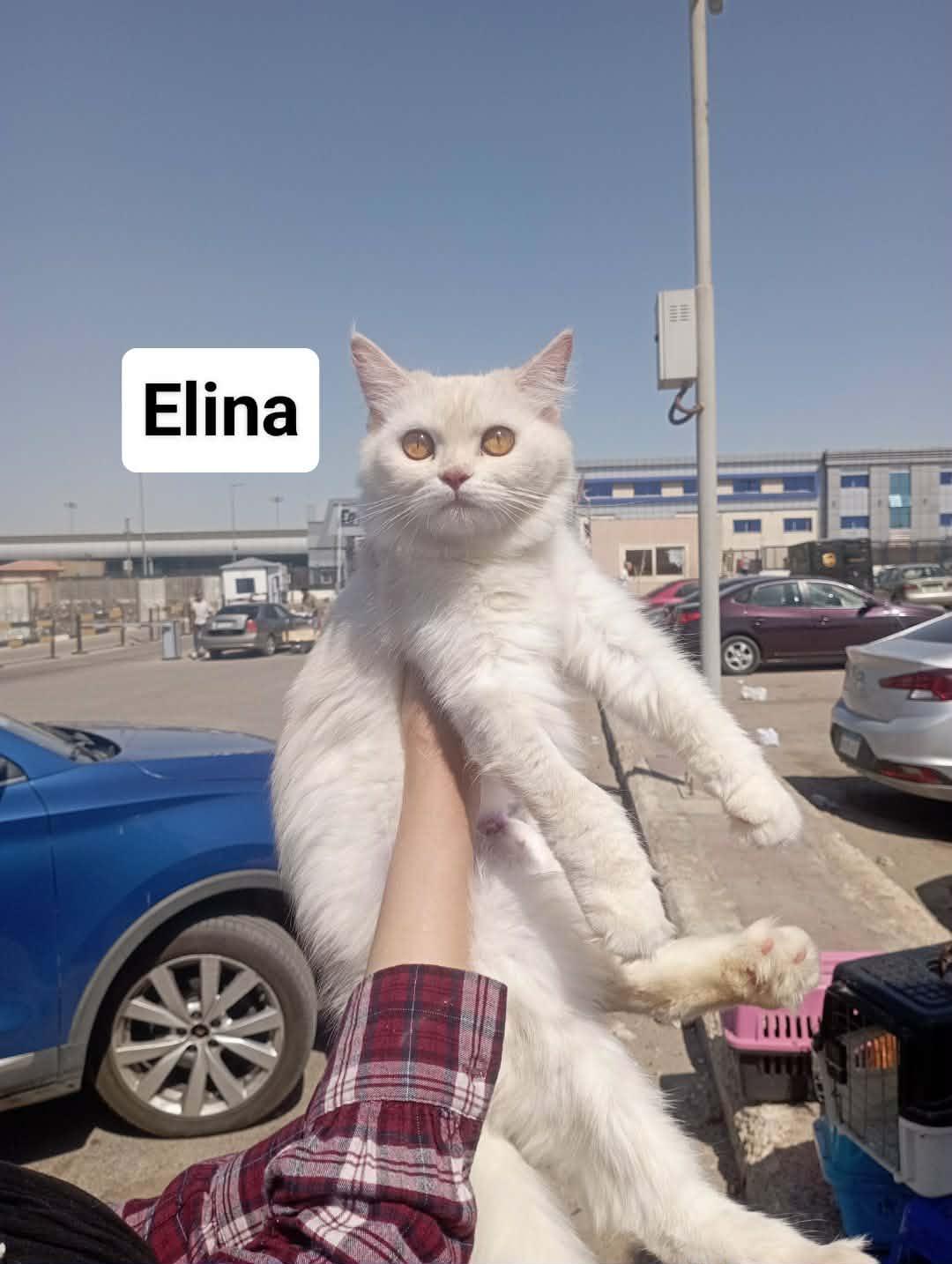 Enlarge Elina (part British Shorthair and part Persian), a Adopted mixed breed in Fairfax, VA image 3/4