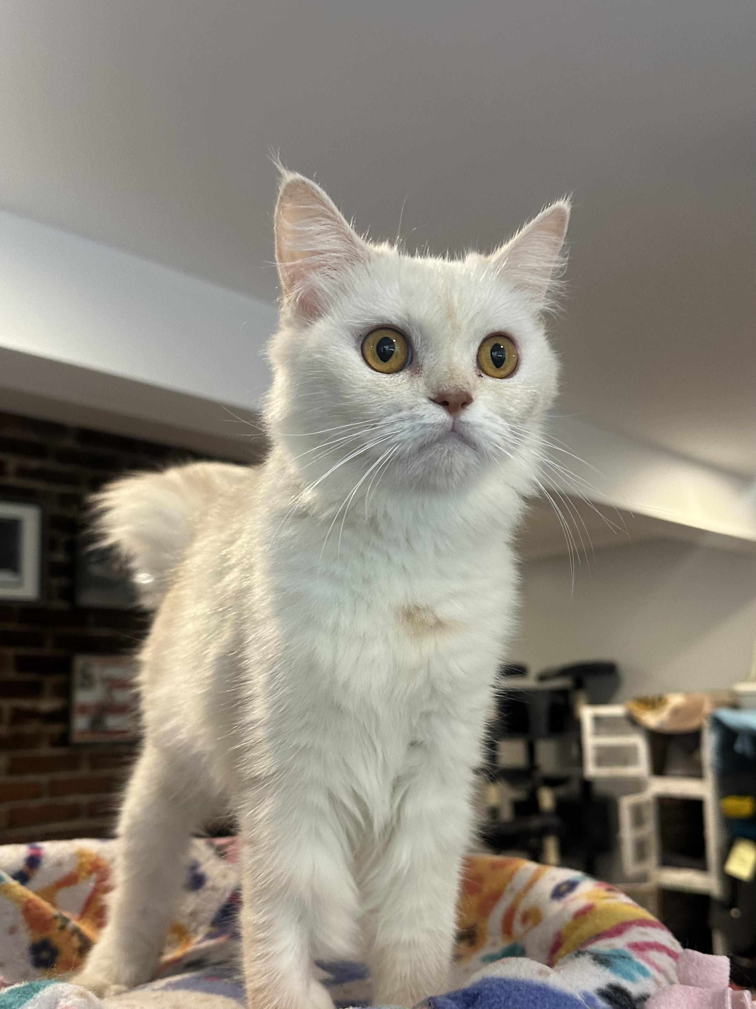 Enlarge Elina (part British Shorthair and part Persian), a Adopted mixed breed in Fairfax, VA image 2/4