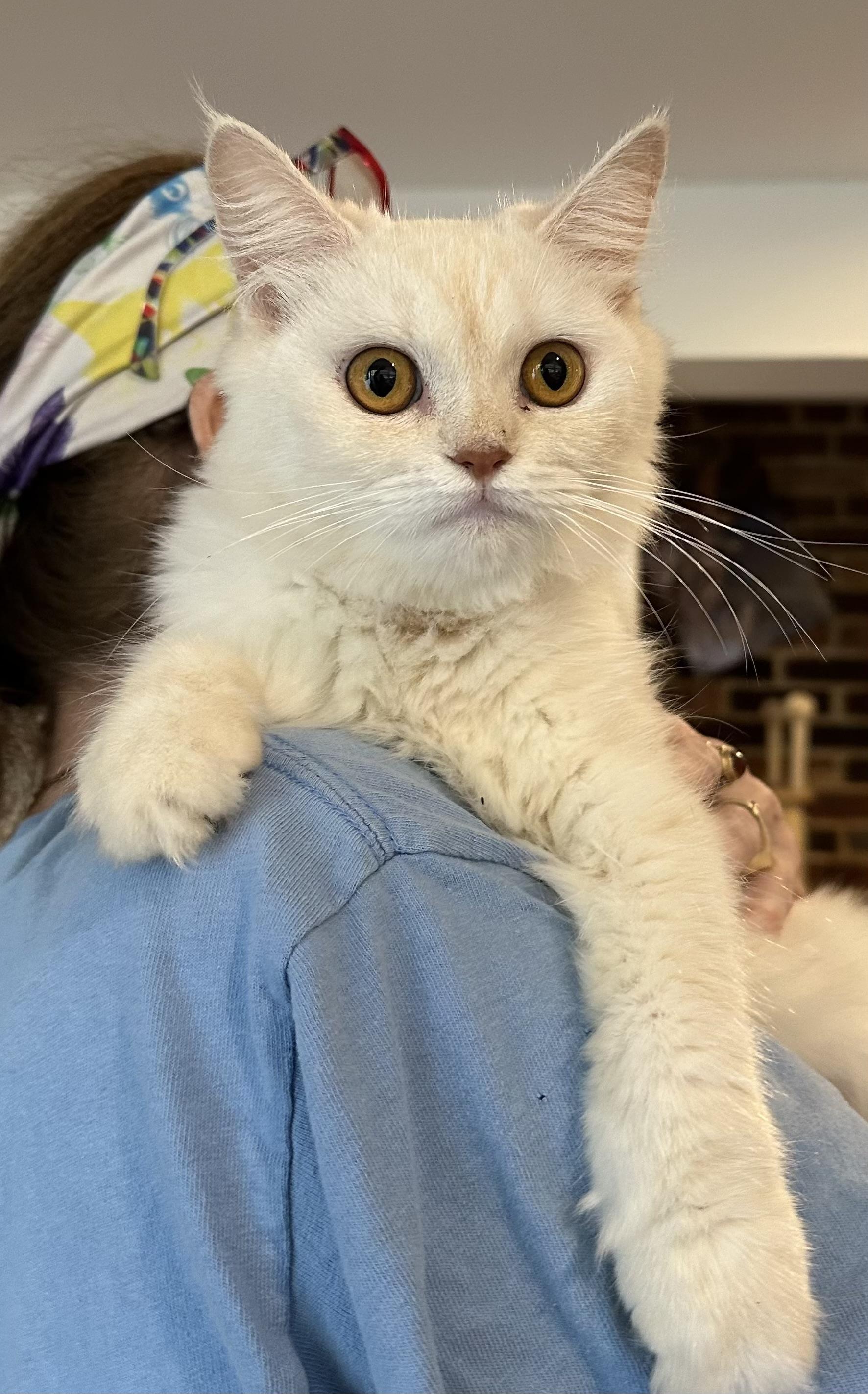 Enlarge Elina (part British Shorthair and part Persian), a Adopted mixed breed in Fairfax, VA image 1/4
