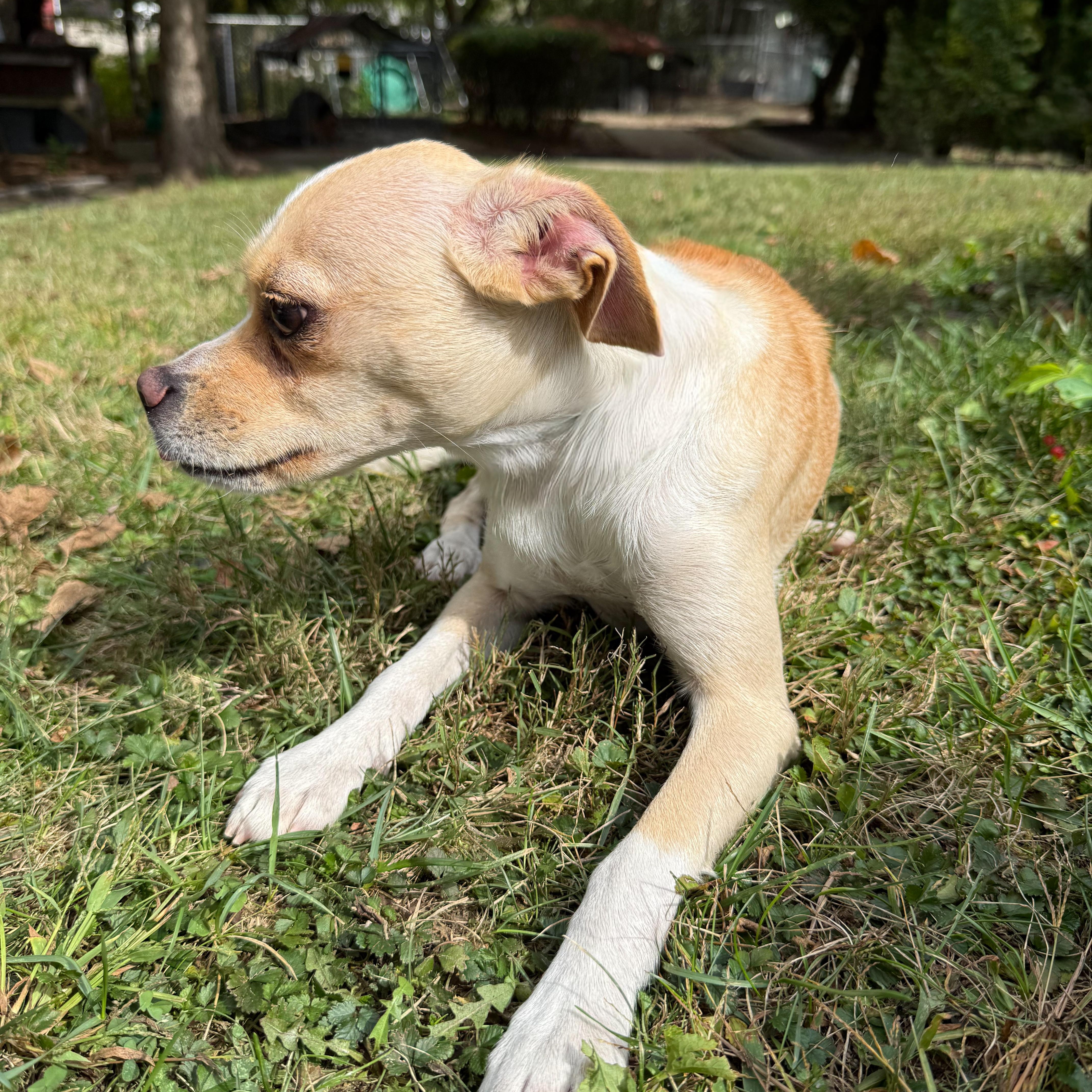 Enlarge Trident, a Adoptable mixed breed in Latrobe, PA image 6/6