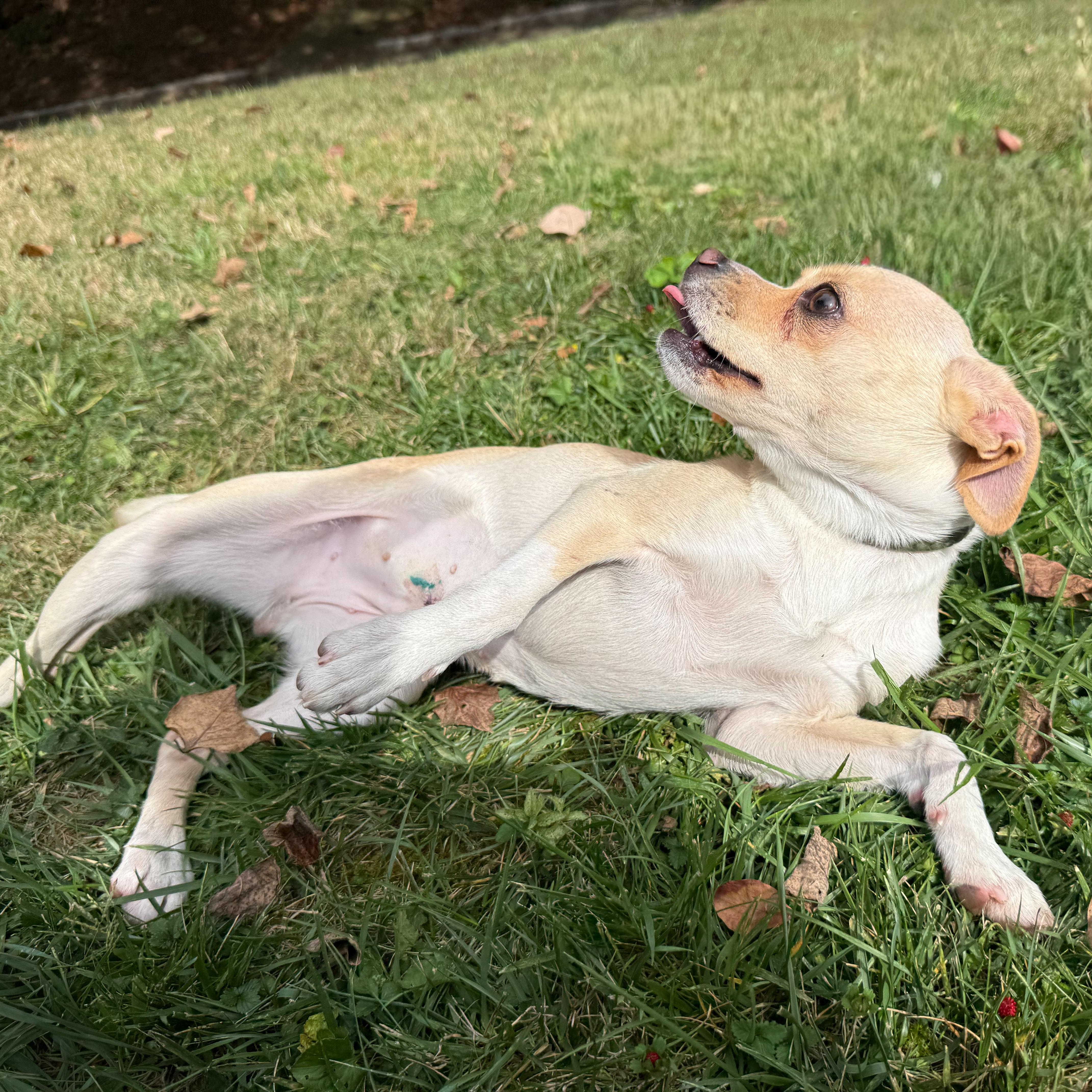 Enlarge Trident, a Adoptable mixed breed in Latrobe, PA image 4/6