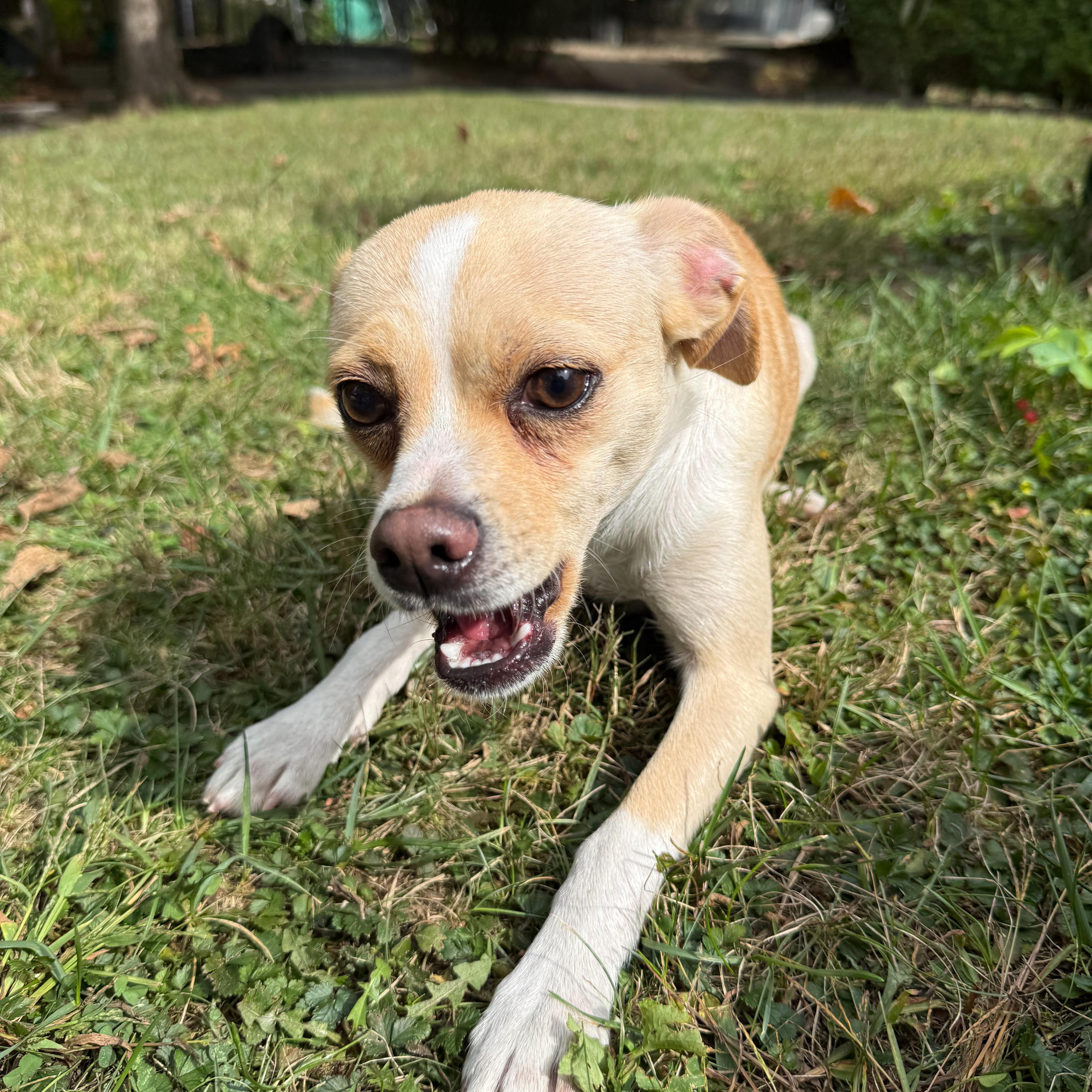 Enlarge Trident, a Adoptable mixed breed in Latrobe, PA image 3/6
