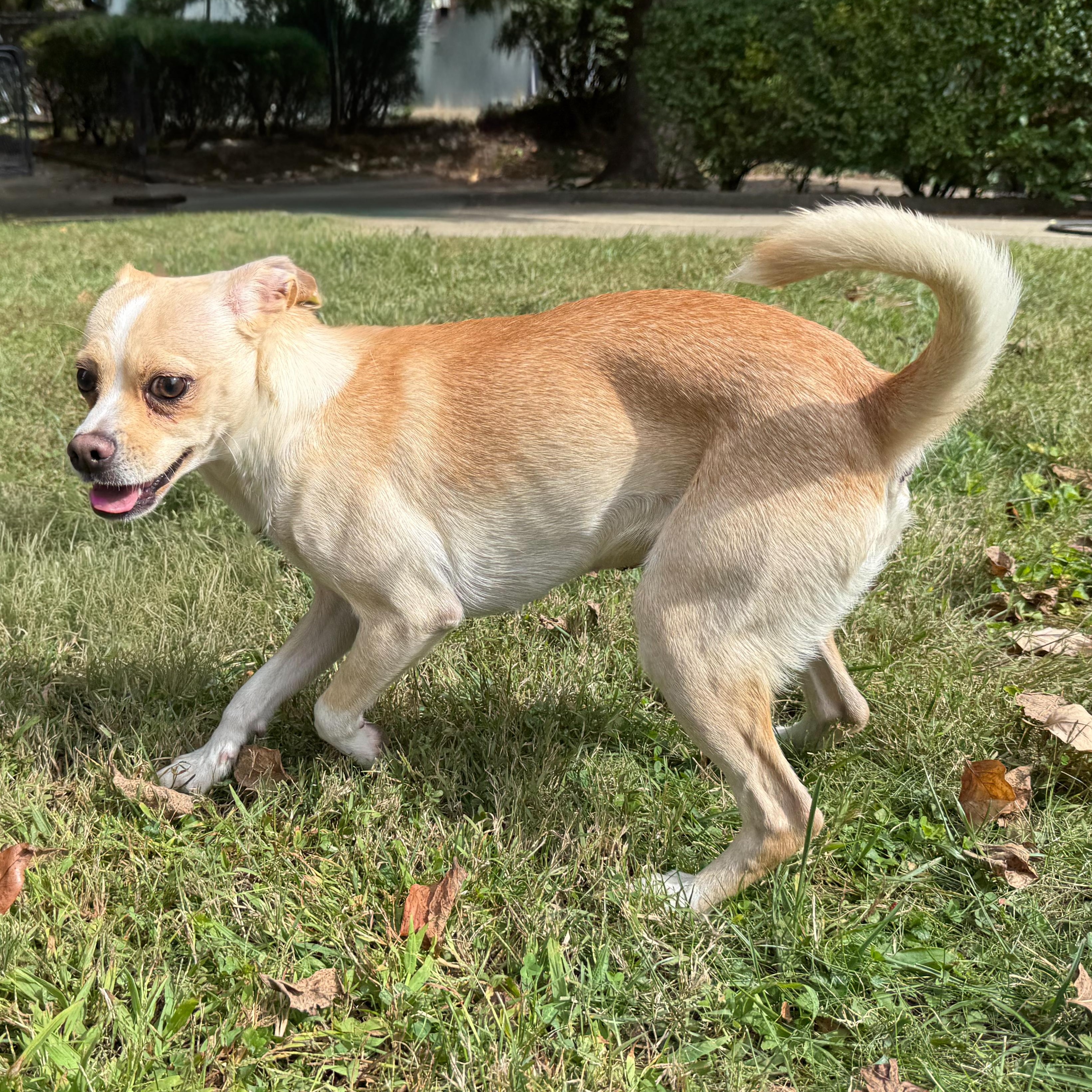 Enlarge Trident, a Adoptable mixed breed in Latrobe, PA image 2/6