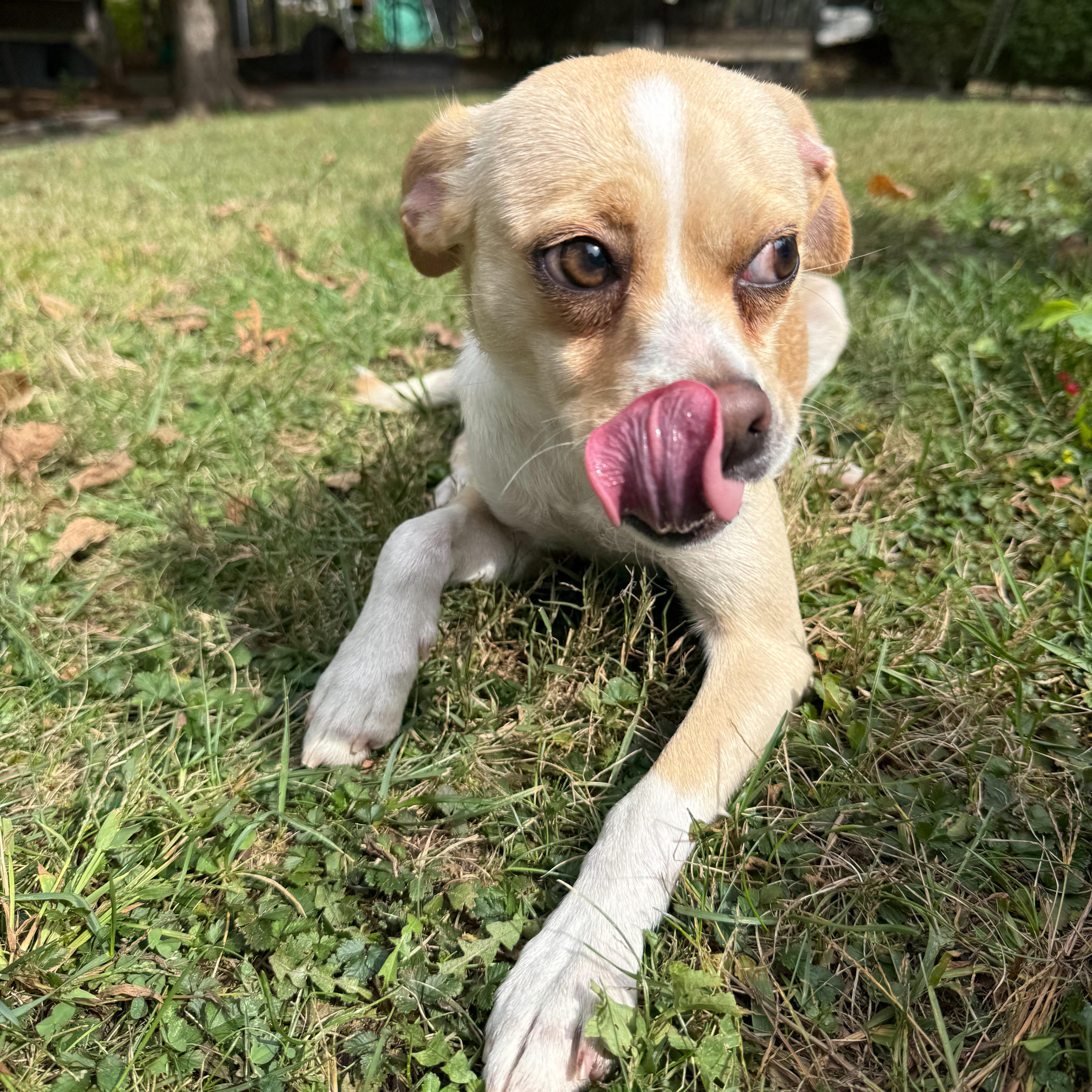 Enlarge Trident, a Adoptable mixed breed in Latrobe, PA image 5/6