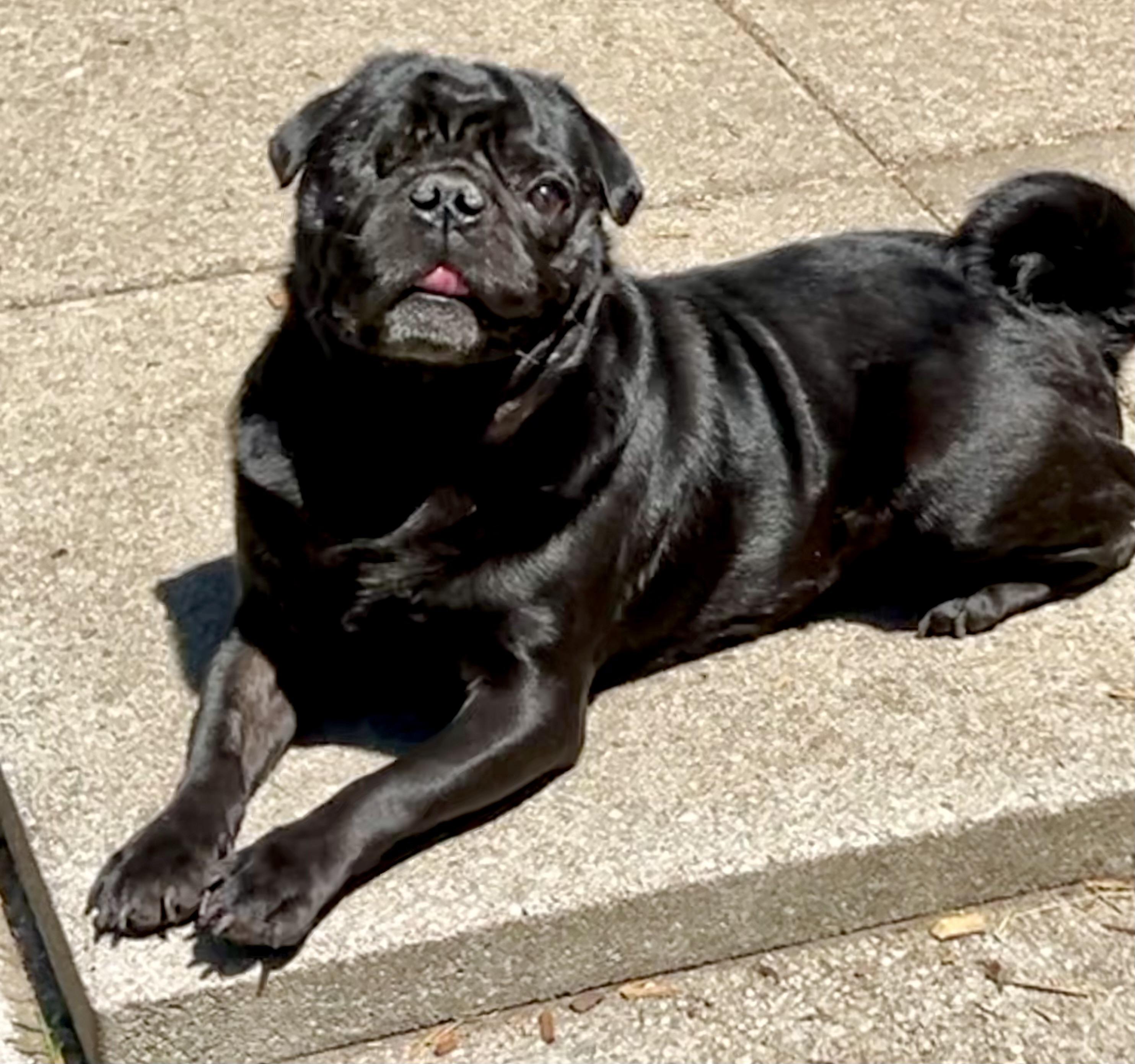 Frank, a ADOPTABLE Pug in Mt Pleasant, SC image 1/6