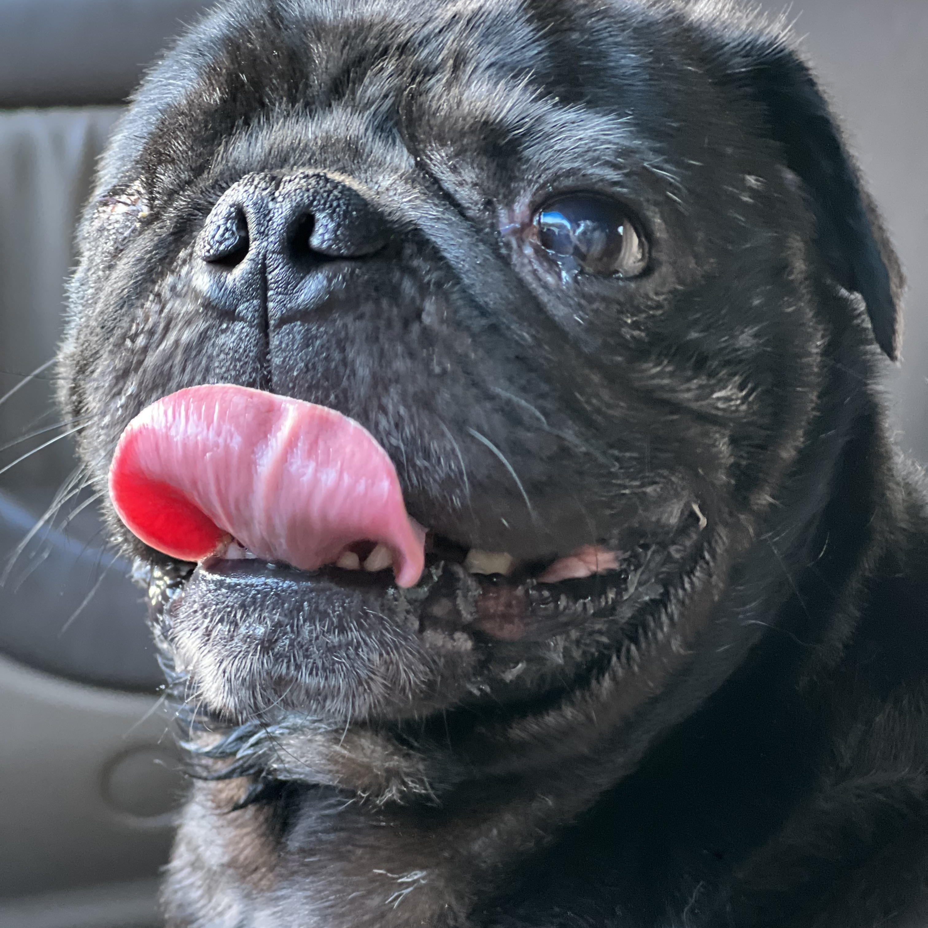 Enlarge Frank, a ADOPTABLE Pug in Mt Pleasant, SC image 2/6