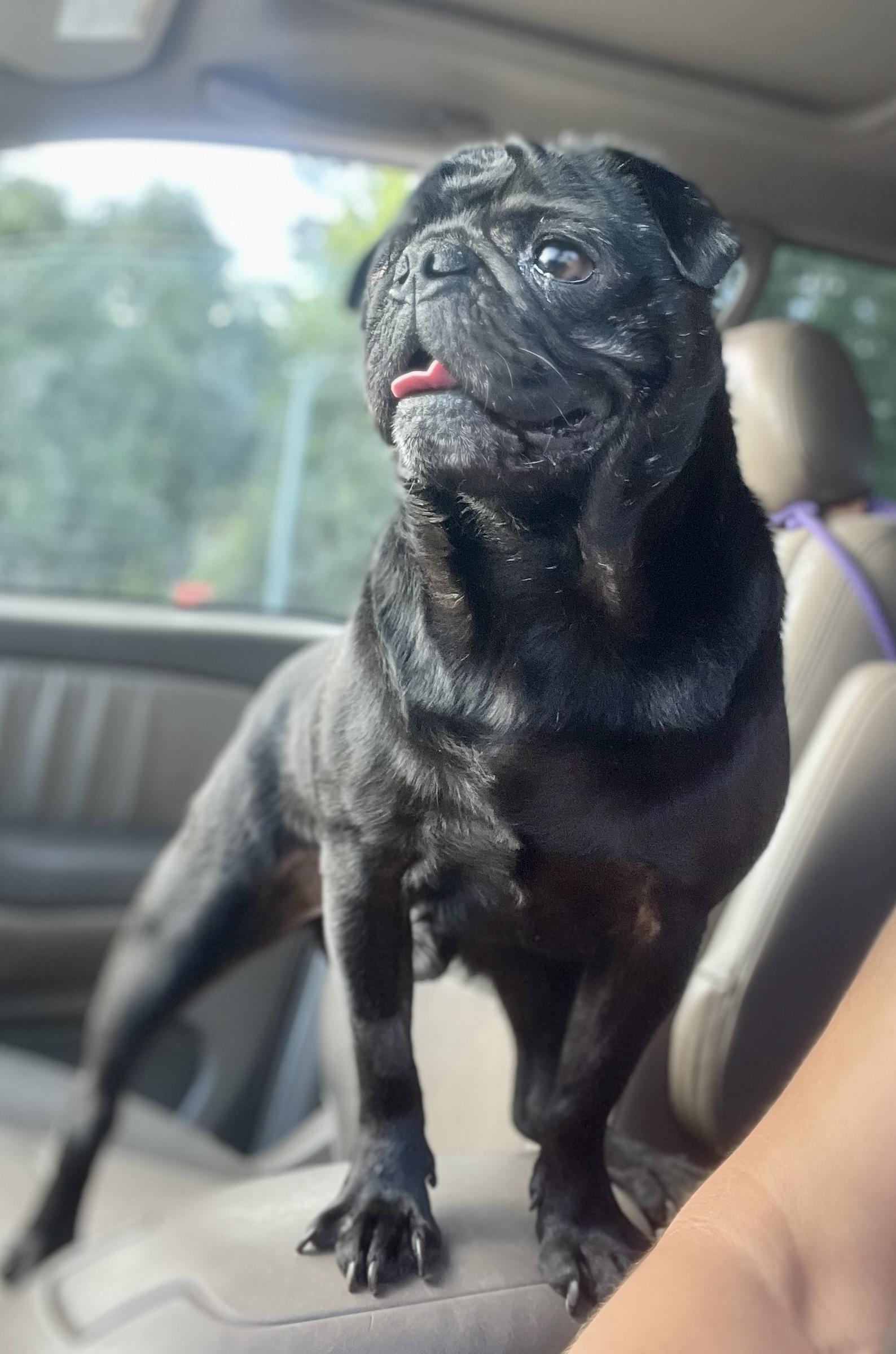 Enlarge Frank, a ADOPTABLE Pug in Mt Pleasant, SC image 3/6