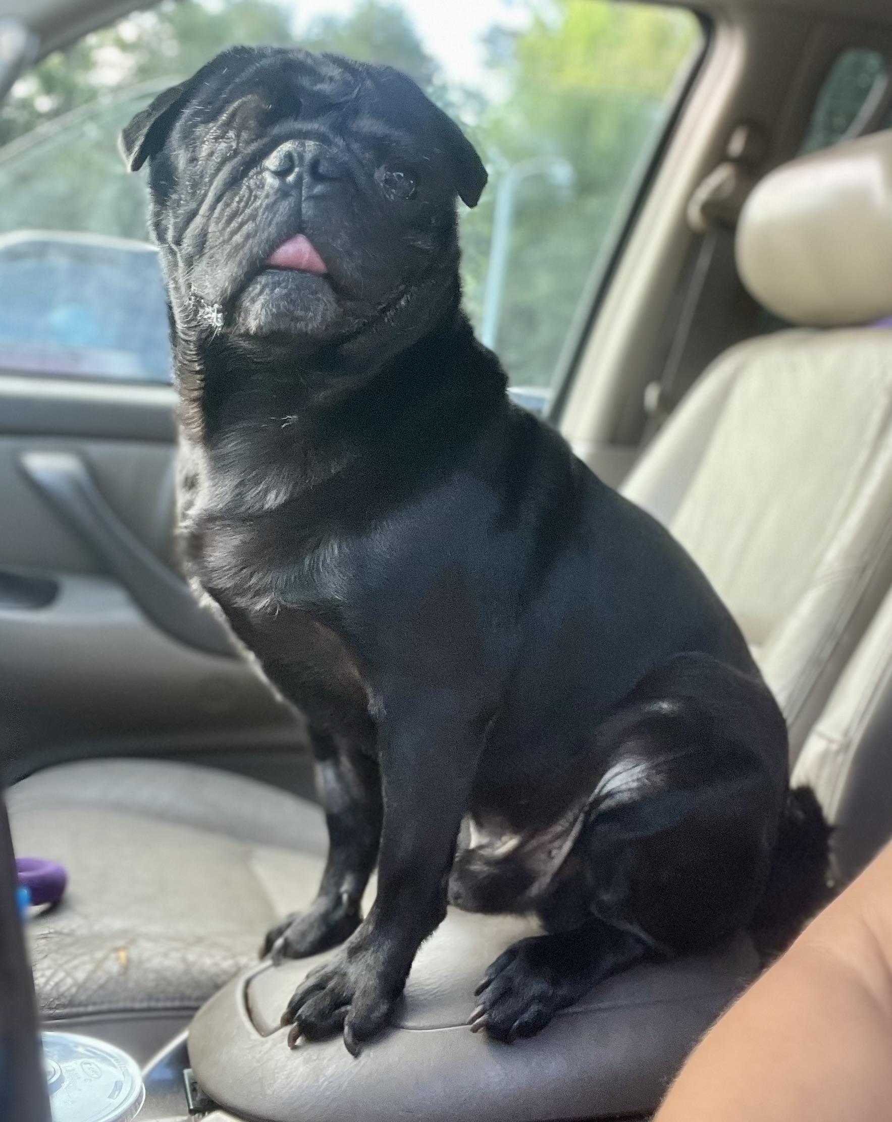 Enlarge Frank, a ADOPTABLE Pug in Mt Pleasant, SC image 6/6