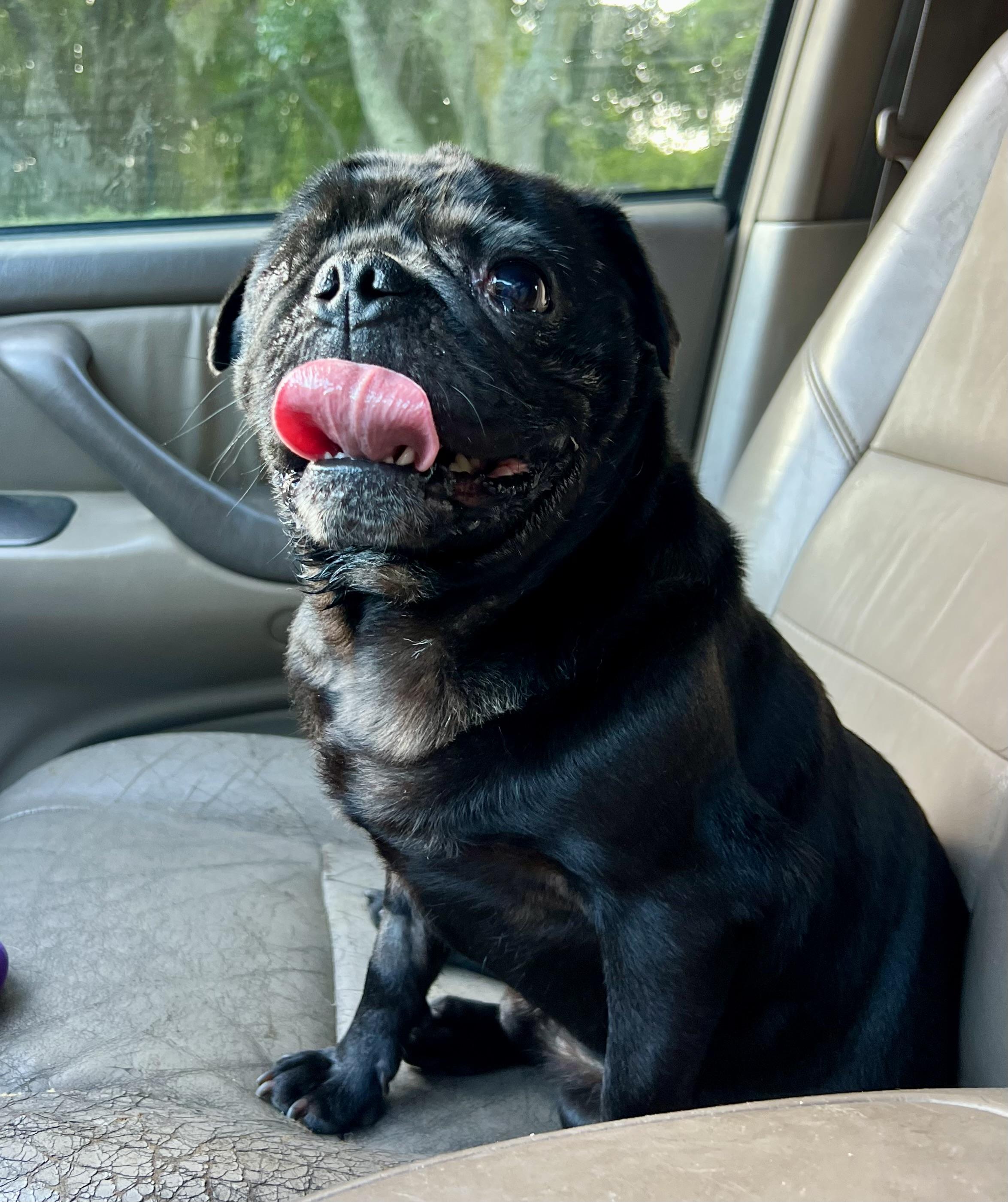 Enlarge Frank, a ADOPTABLE Pug in Mt Pleasant, SC image 4/6