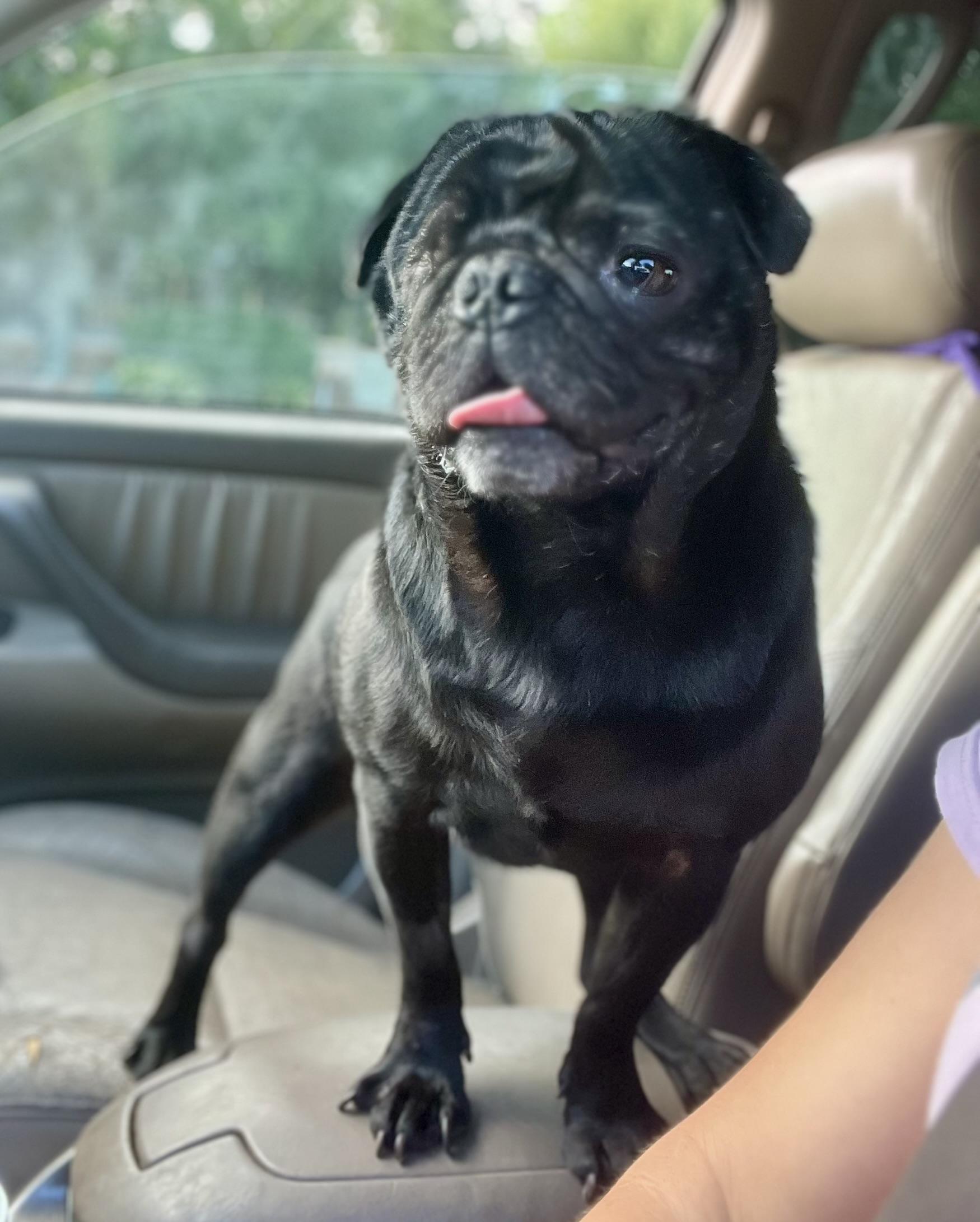 Enlarge Frank, a ADOPTABLE Pug in Mt Pleasant, SC image 1/6