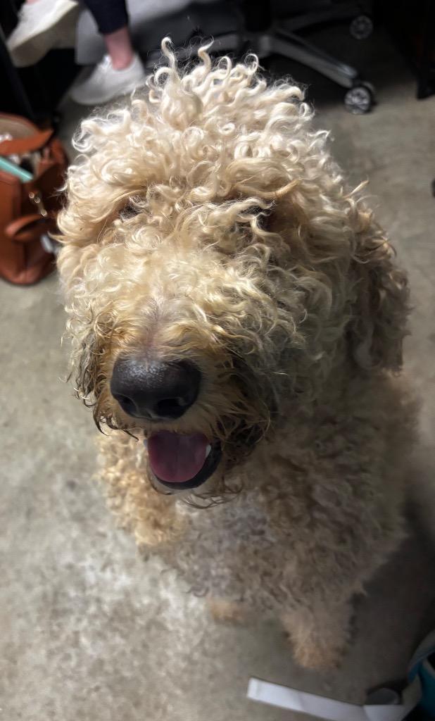Xerxes, Adoptable, Young Male Labrador Retriever & Poodle.