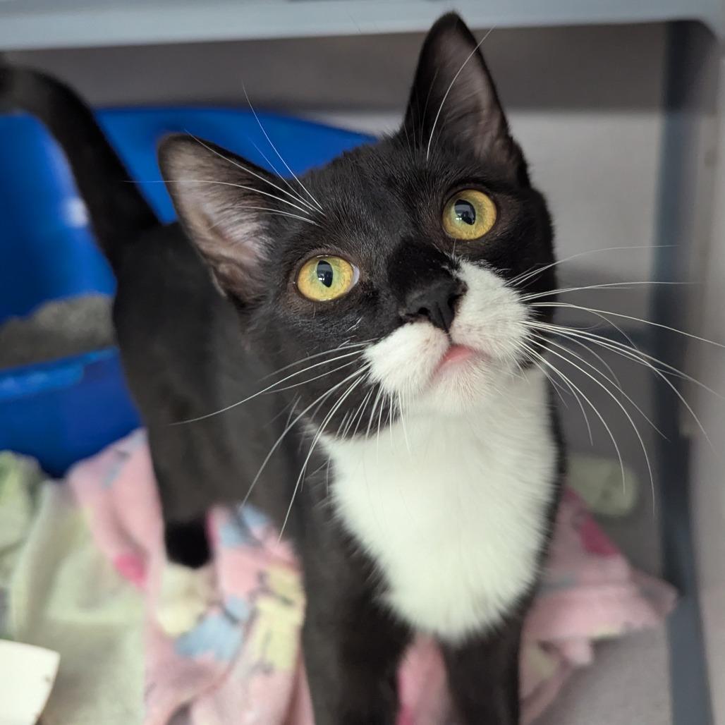 Checkers, Adoptable, Kitten Female Domestic Short Hair.