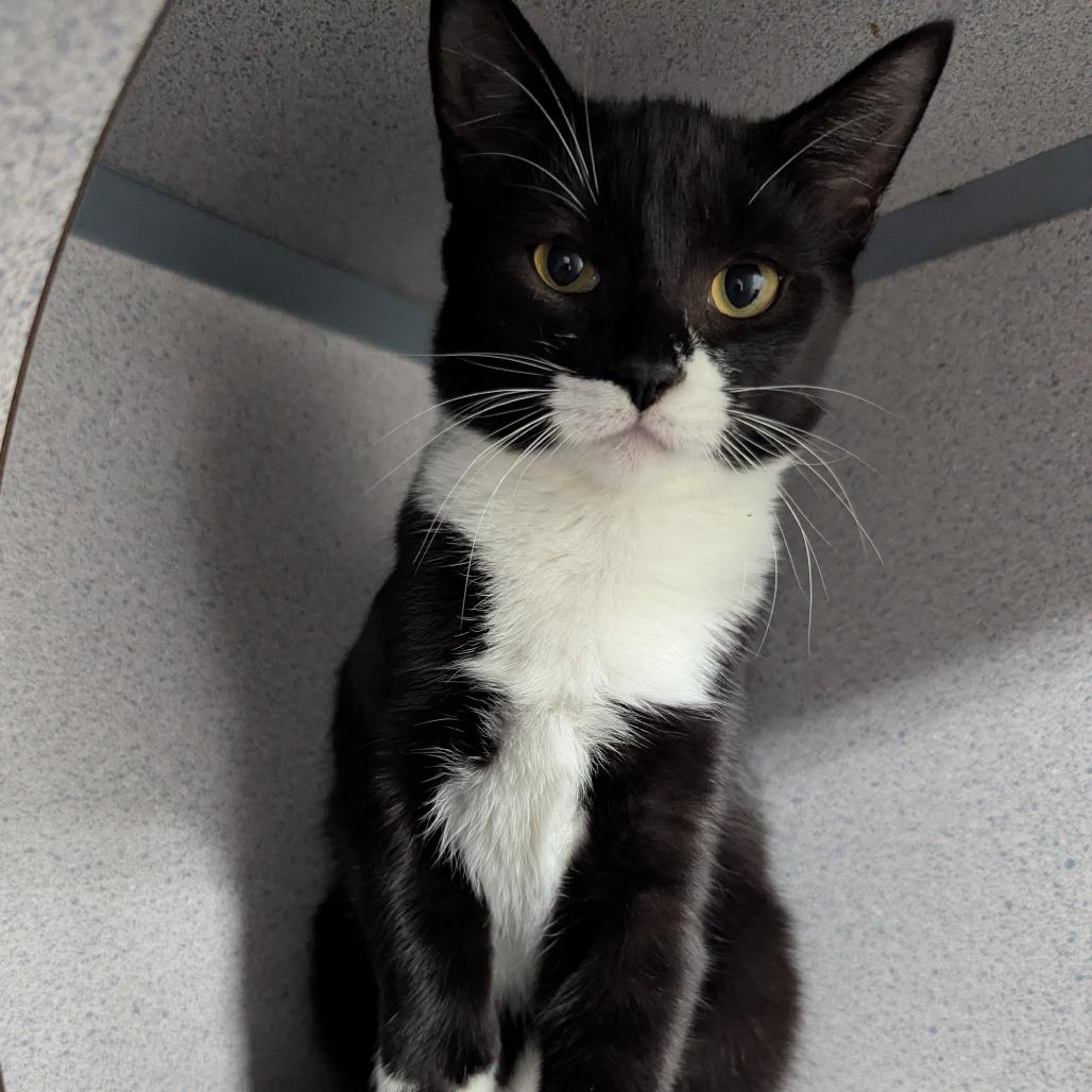 Enlarge Checkers, a Adoptable Domestic Short Hair in Evansville, IN image 2/2