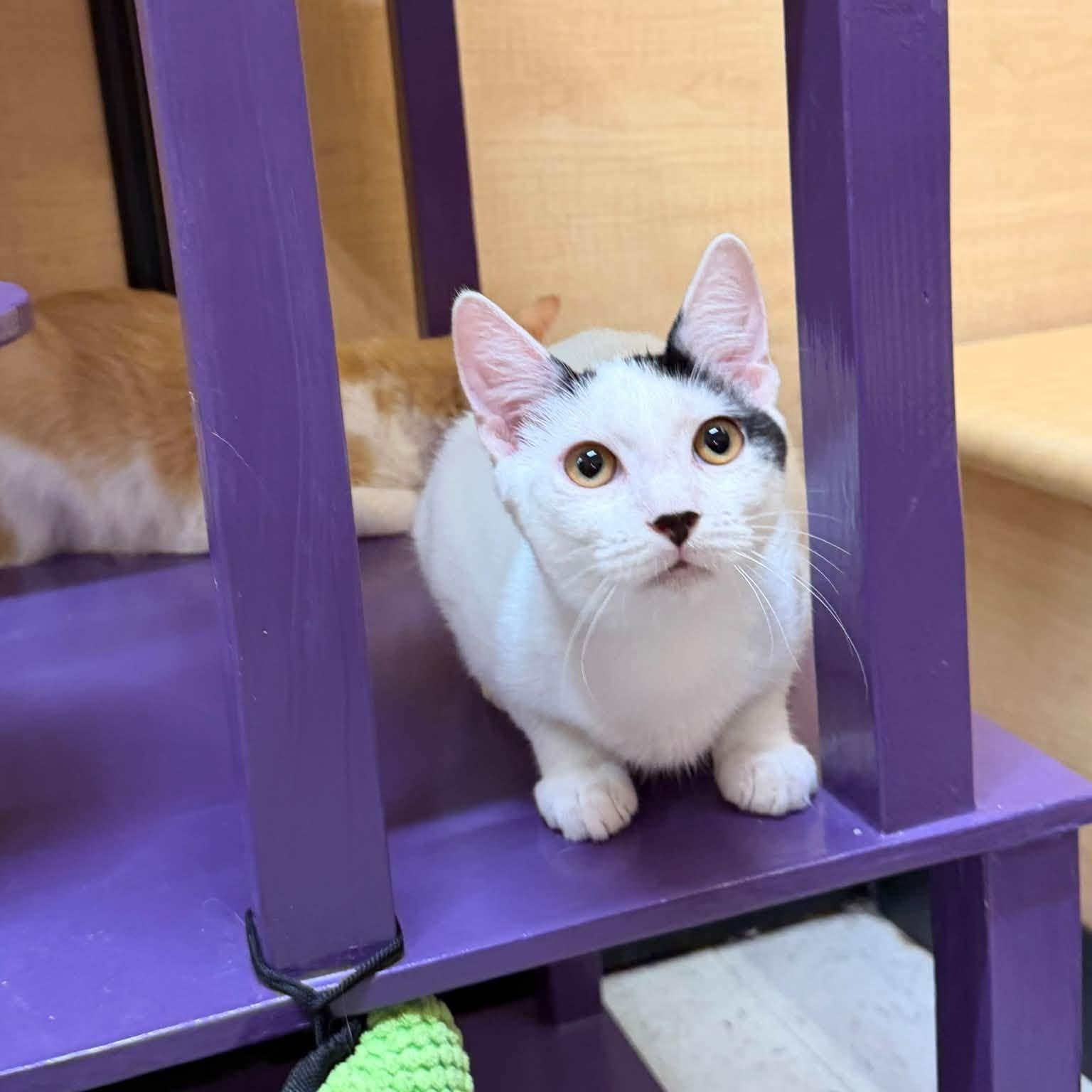 Enlarge Ghost, a Adoptable Domestic Short Hair in Queen Creek, AZ image 5/5
