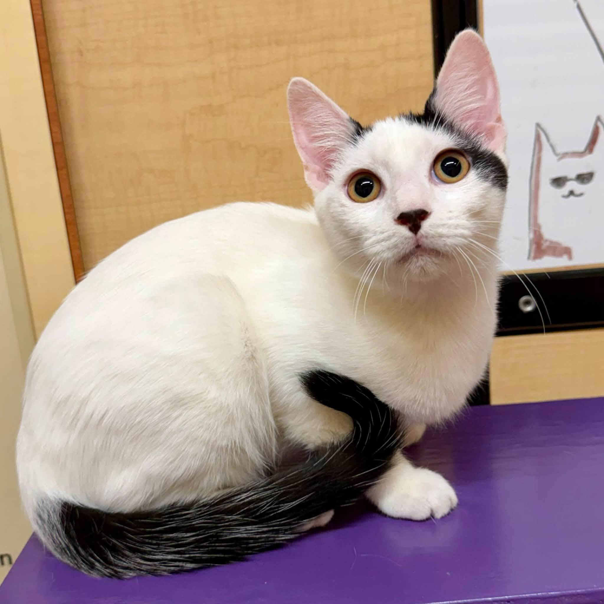 Enlarge Ghost, a Adoptable Domestic Short Hair in Queen Creek, AZ image 2/5