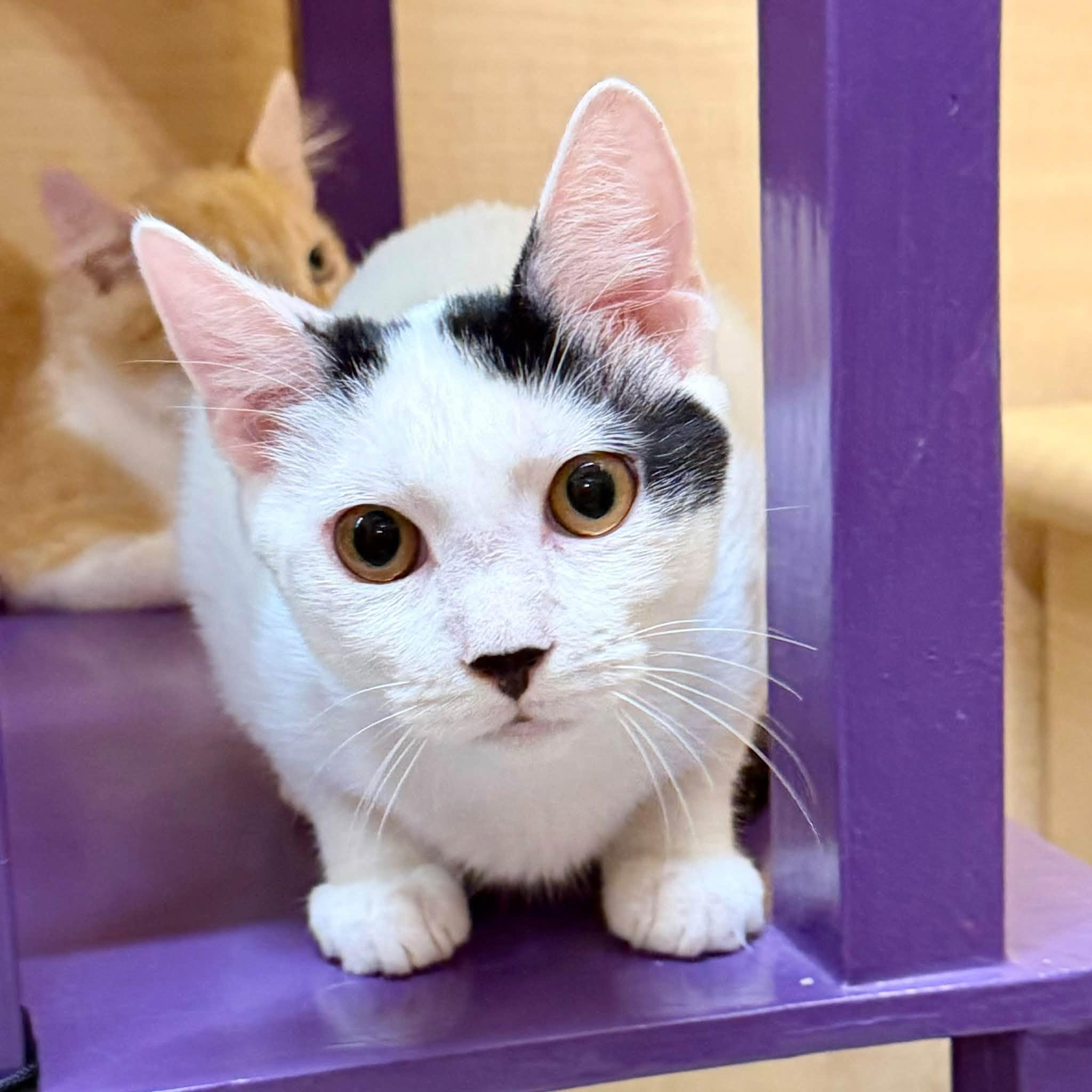 Enlarge Ghost, a Adoptable Domestic Short Hair in Queen Creek, AZ image 3/5