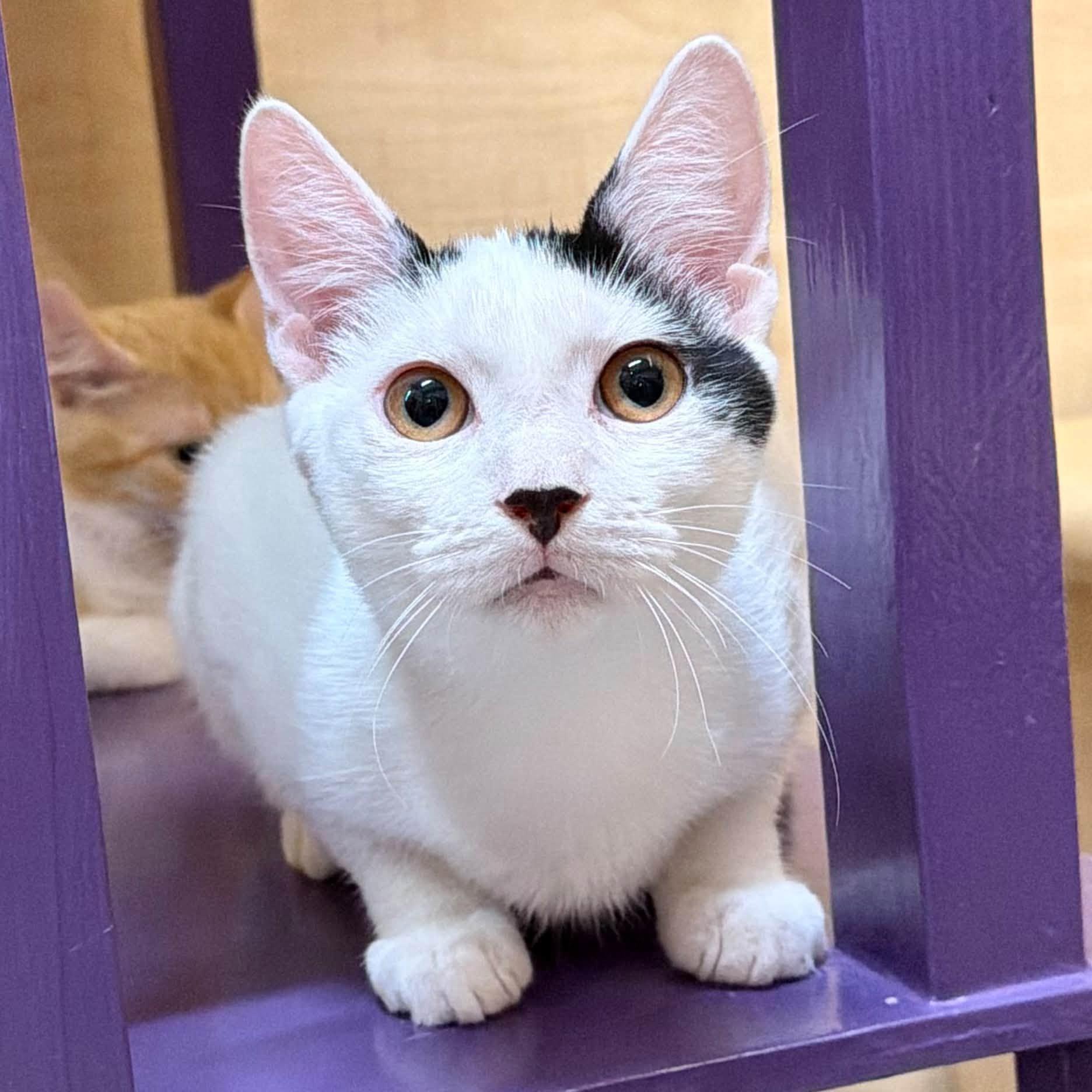 Ghost, Adoptable, Kitten Male Domestic Short Hair.